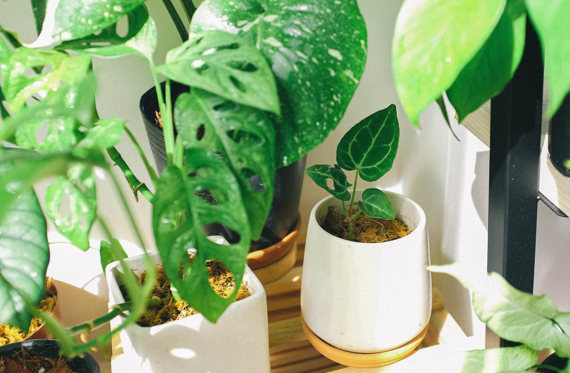 Erste Hilfe fr Zimmerpflanzen | Harmony Plants