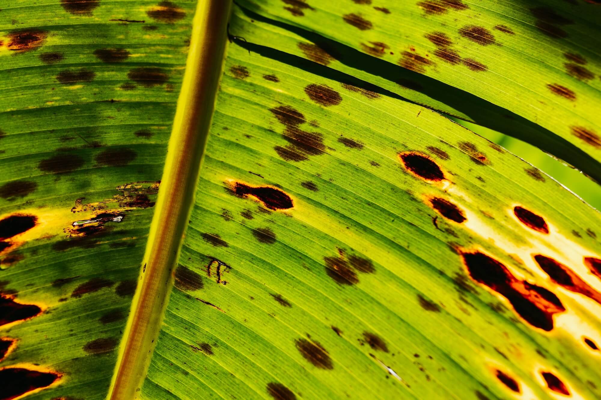 florida green philodendron Philodendron Florida Green – Lost in the Forrest