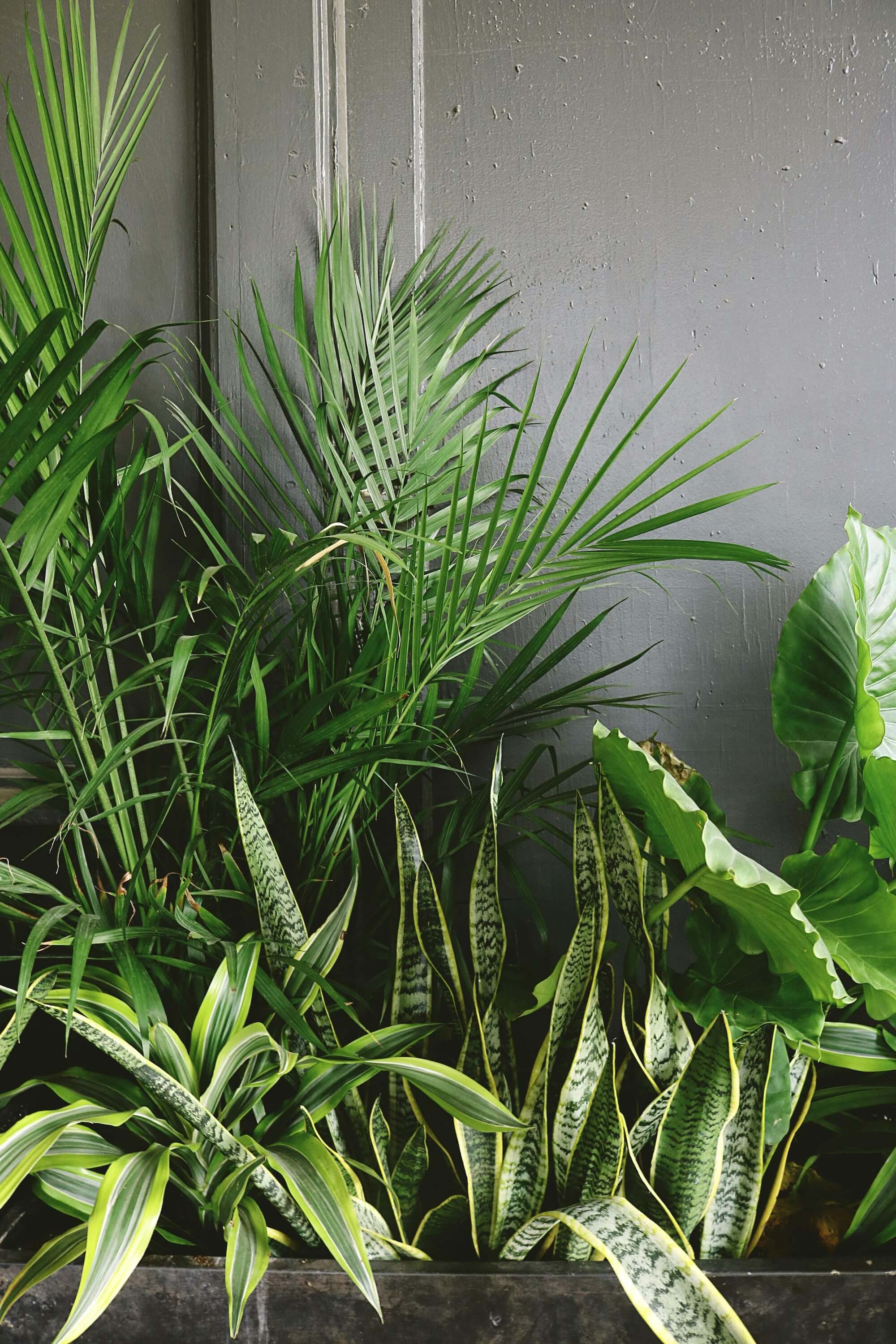 Luftreinigende Pflanzen: Die grne Lsung fr saubere Innenraumluft   Harmony Plants