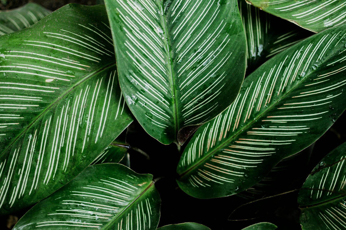 Calathea Blätter mit Tau