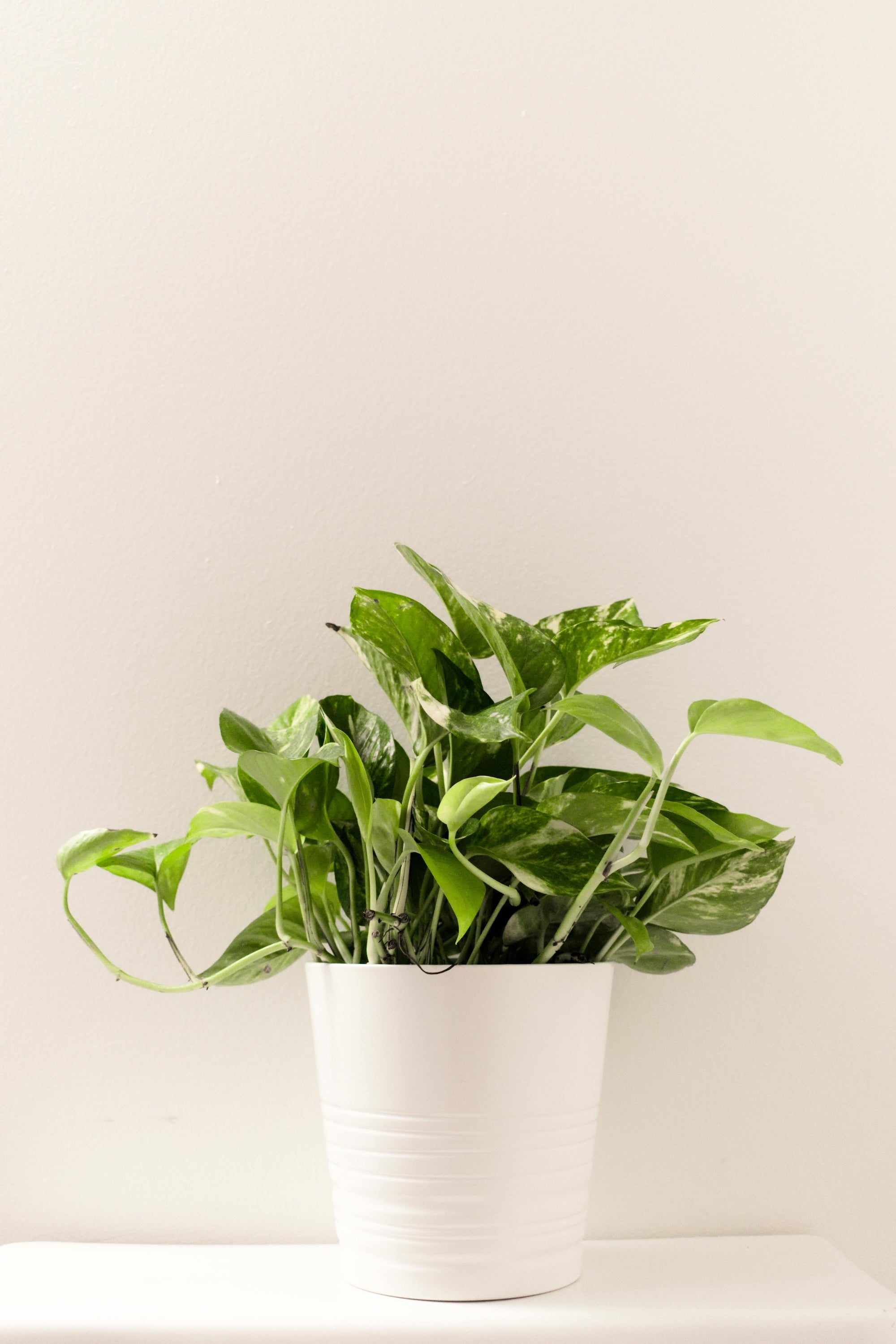 Weie Flecken | Harmony Plants