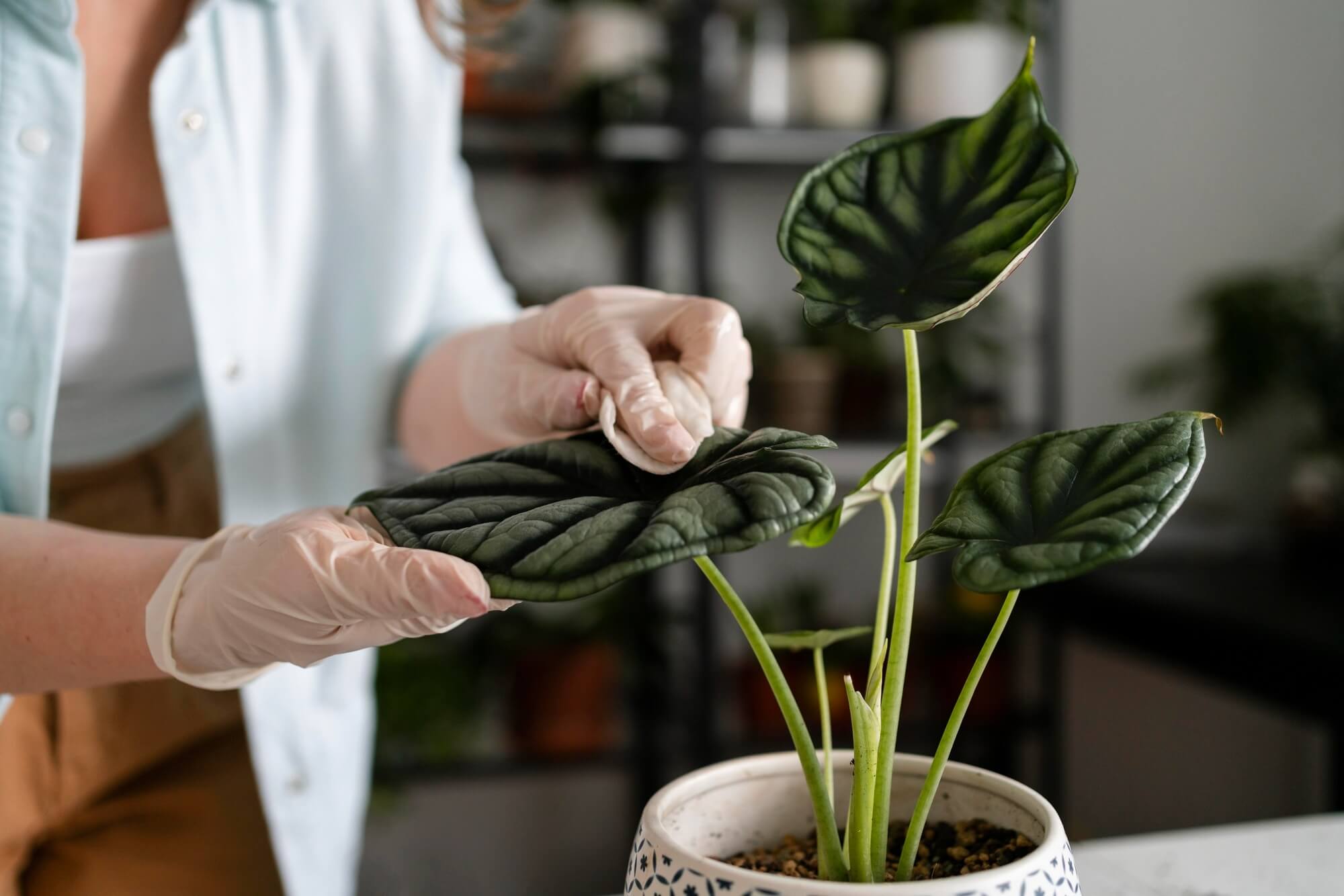 Wollluse erkennen und bekmpfen | Harmony Plants