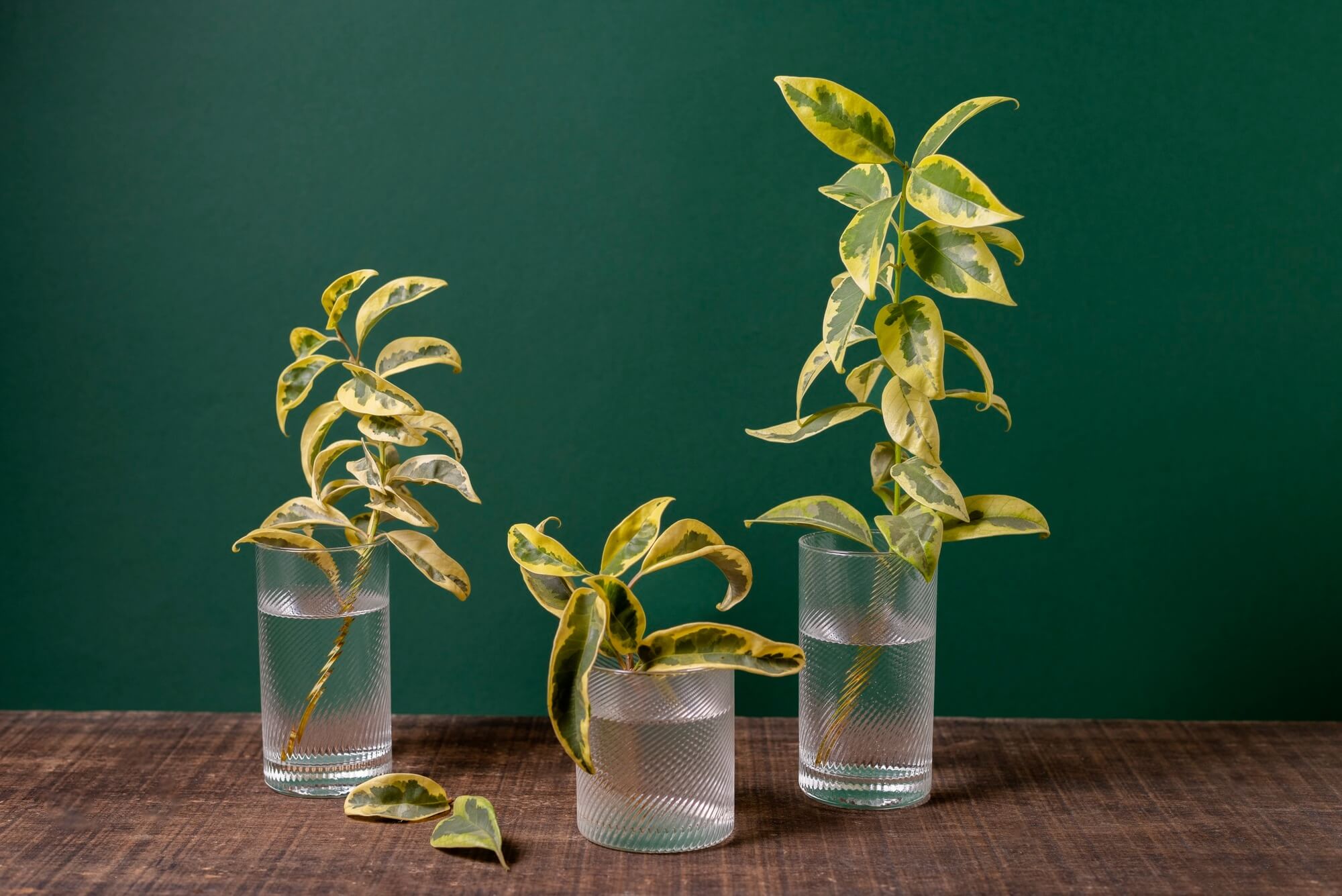 Hydrokultur: So kannst du Pflanzen in Wasser halten  Harmony Plants