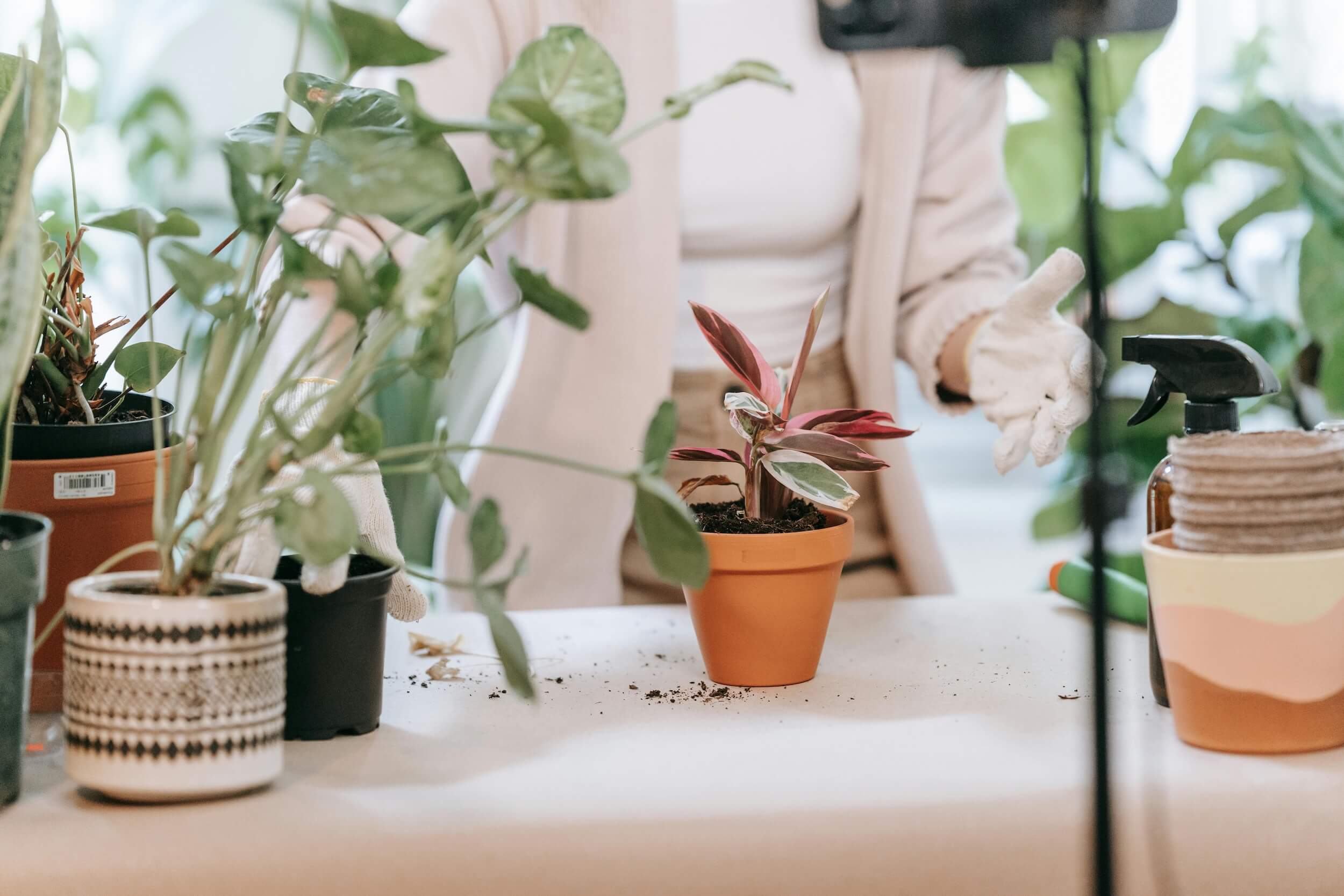 Blattflecken, Schimmel und Co. | Harmony Plants Pflanzenmagazin