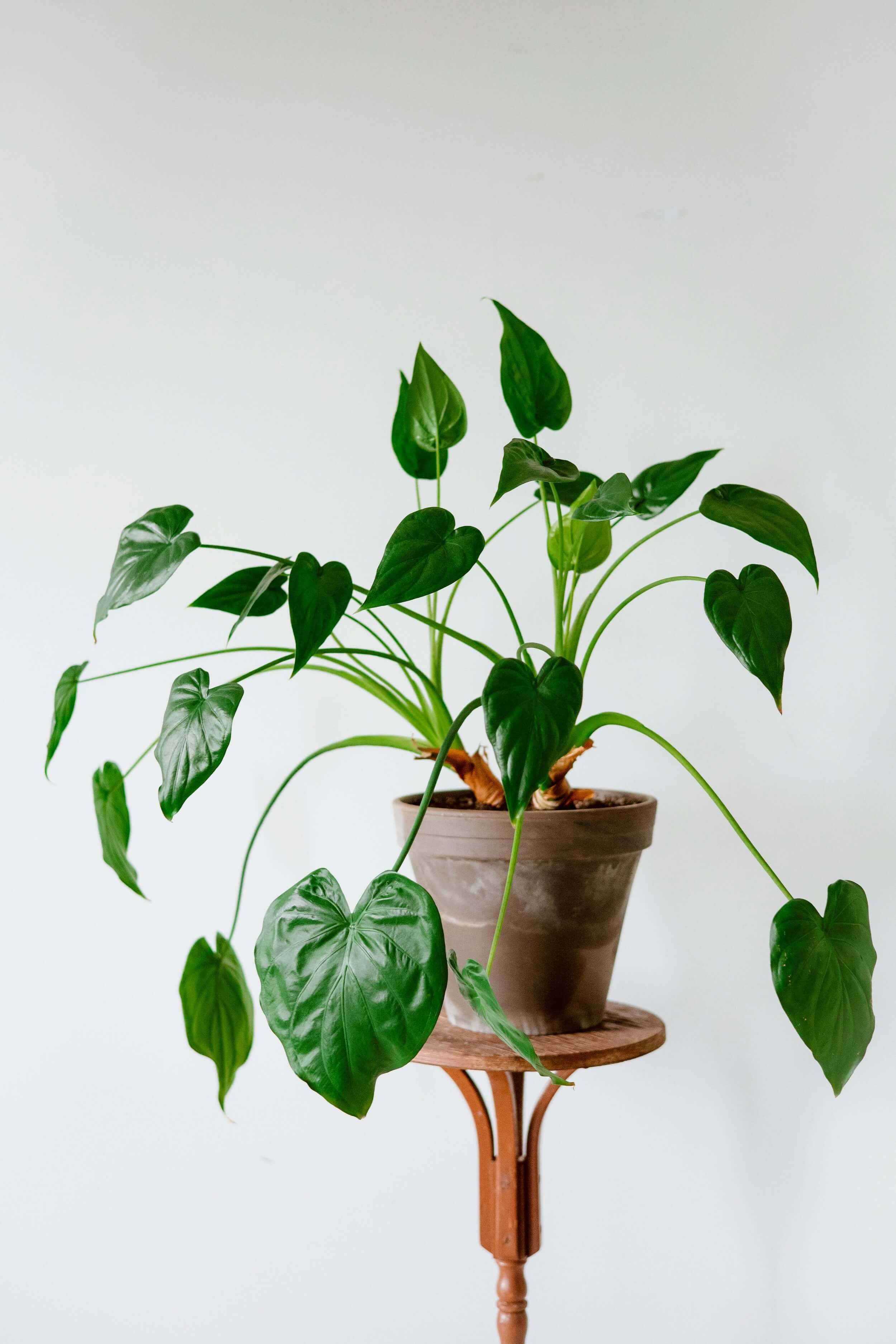 philodendron lickety split Thaumatophyllum 'Lickity Split' 8