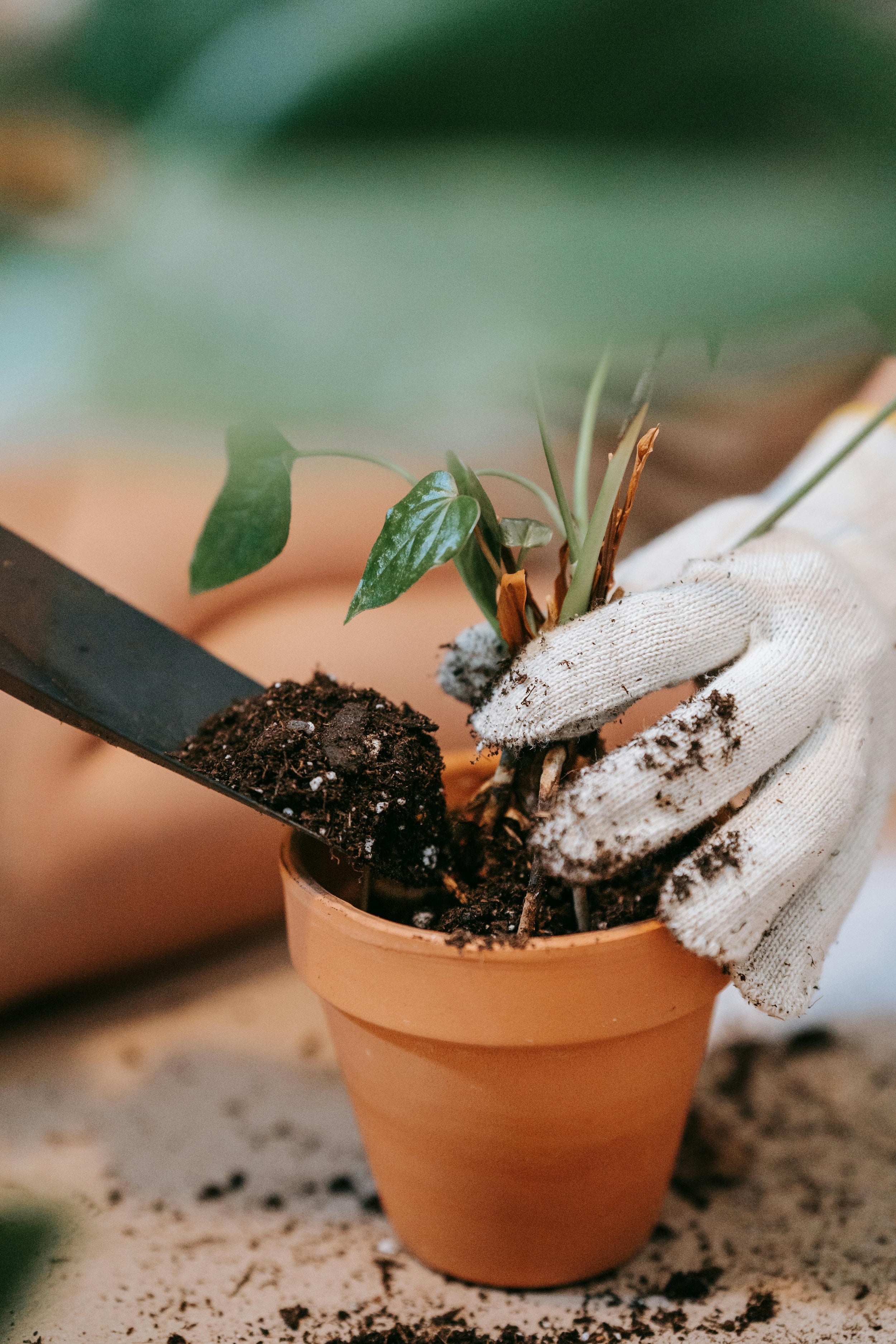 Substrat bei Zimmerpflanzen | Harmony Plants
