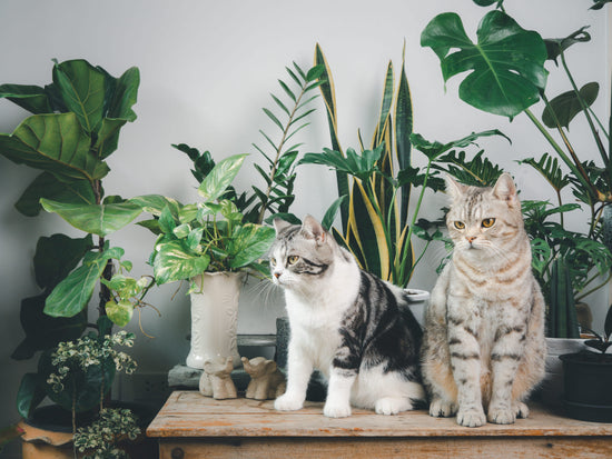 Ungiftige Pflanzen für Katzen Harmony Plants