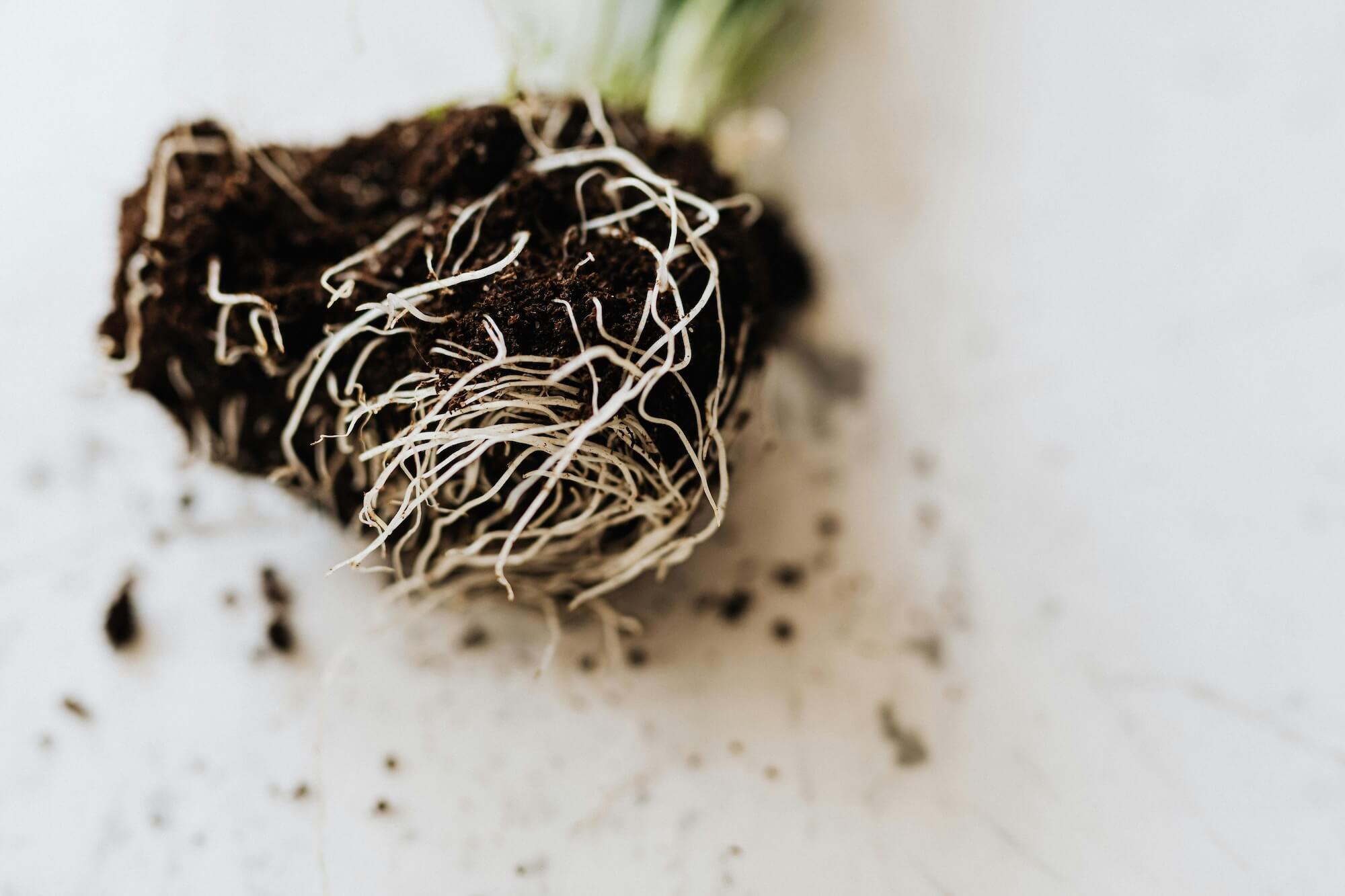 Wurzelfule | Harmony Plants