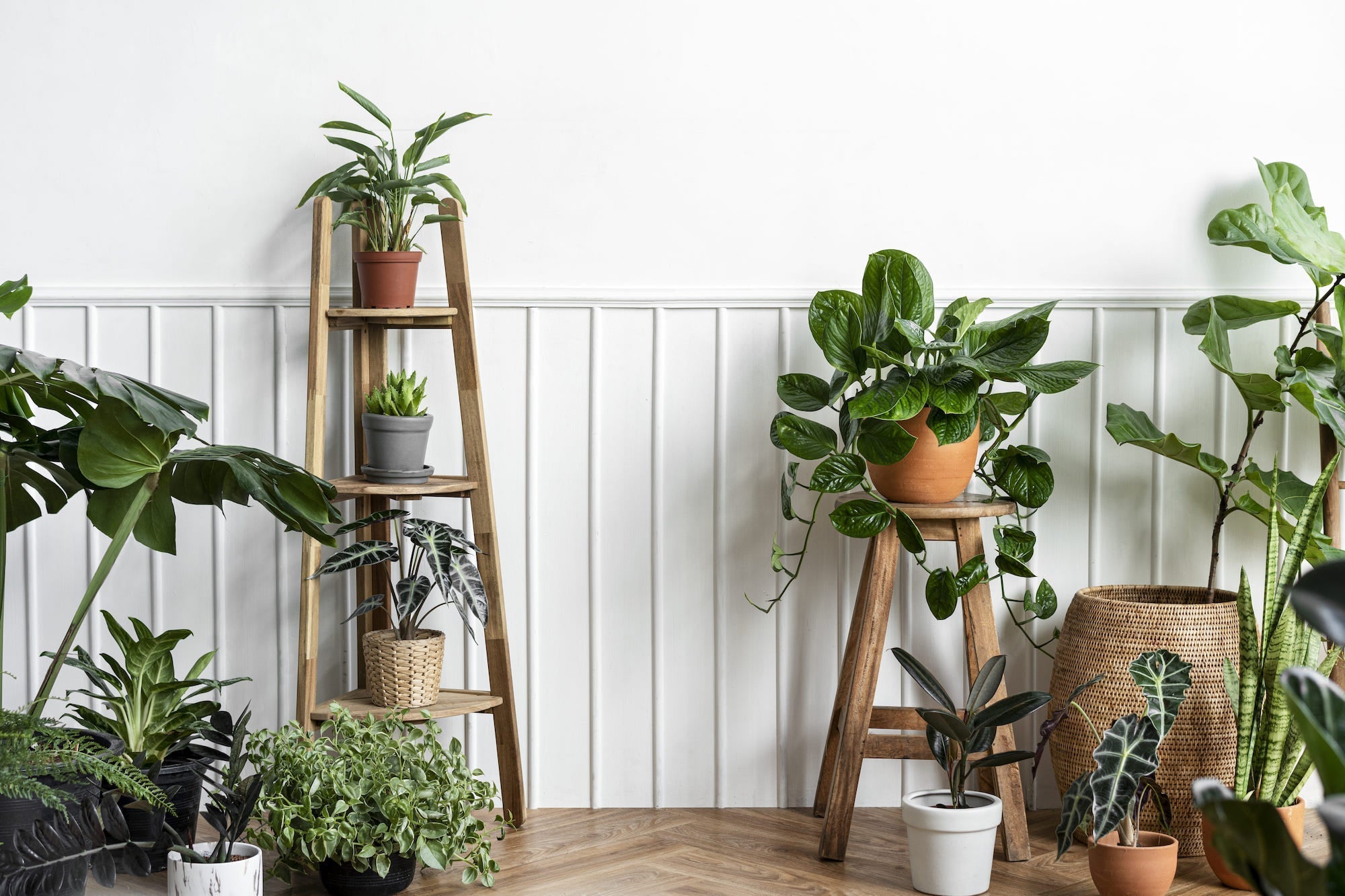 Zimmerpflanzen fr dunkle Rume | Harmony Plants