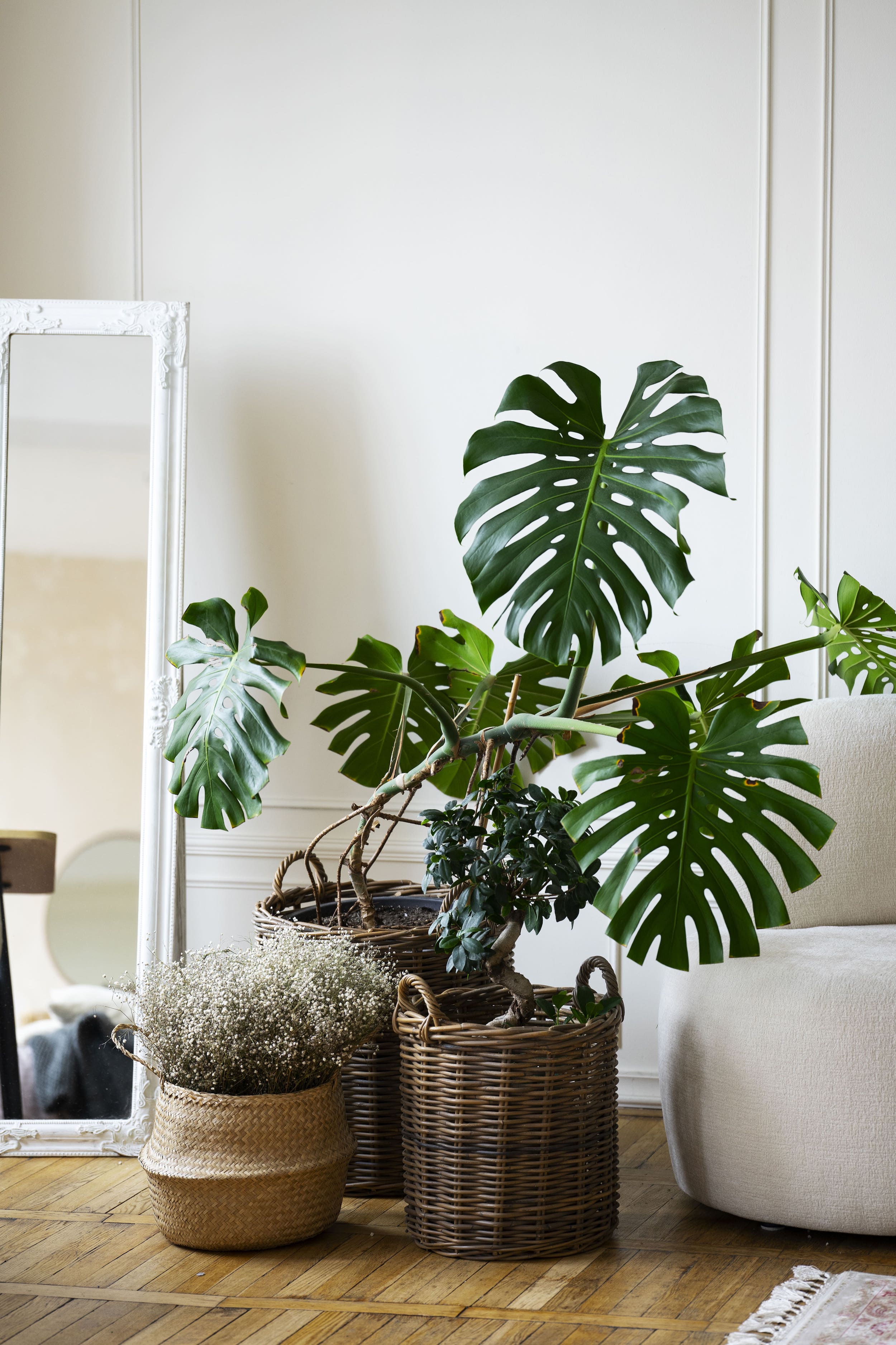 Pflanzen in jedem Raum | Harmony Plants