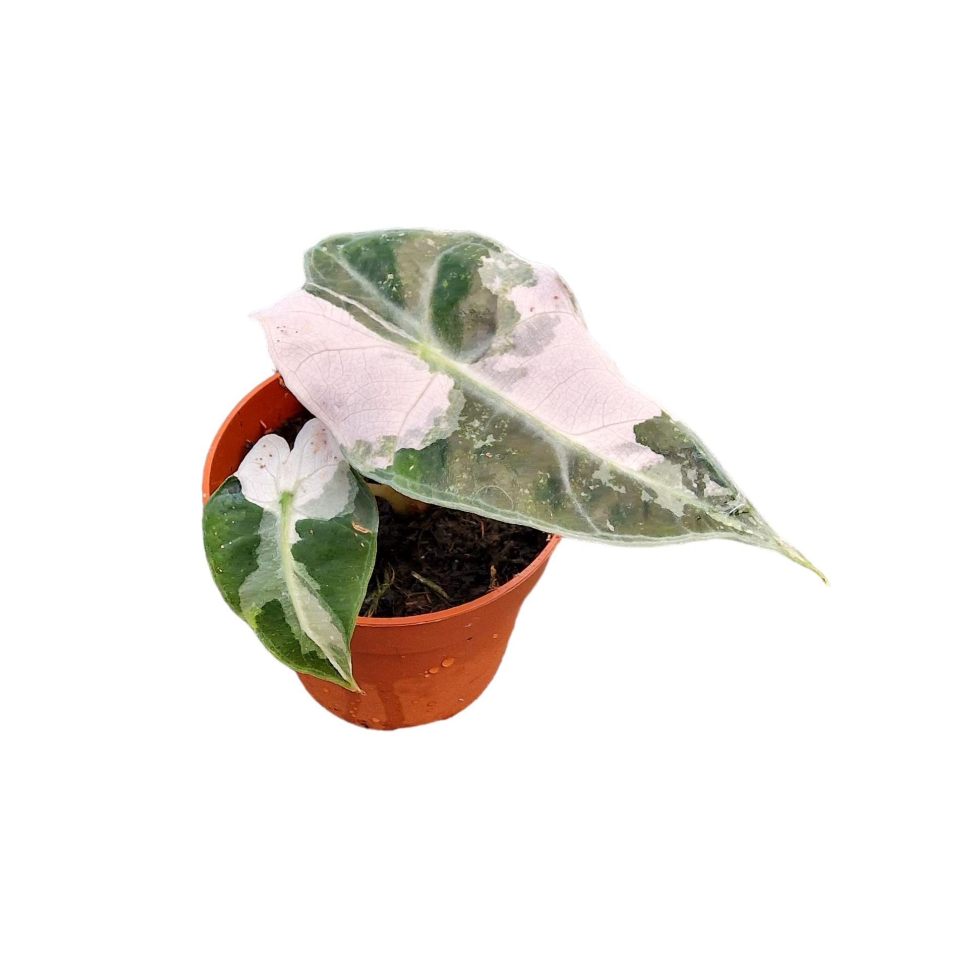 Alocasia Amazonica Variegata (Sectorial) | Harmony Plants