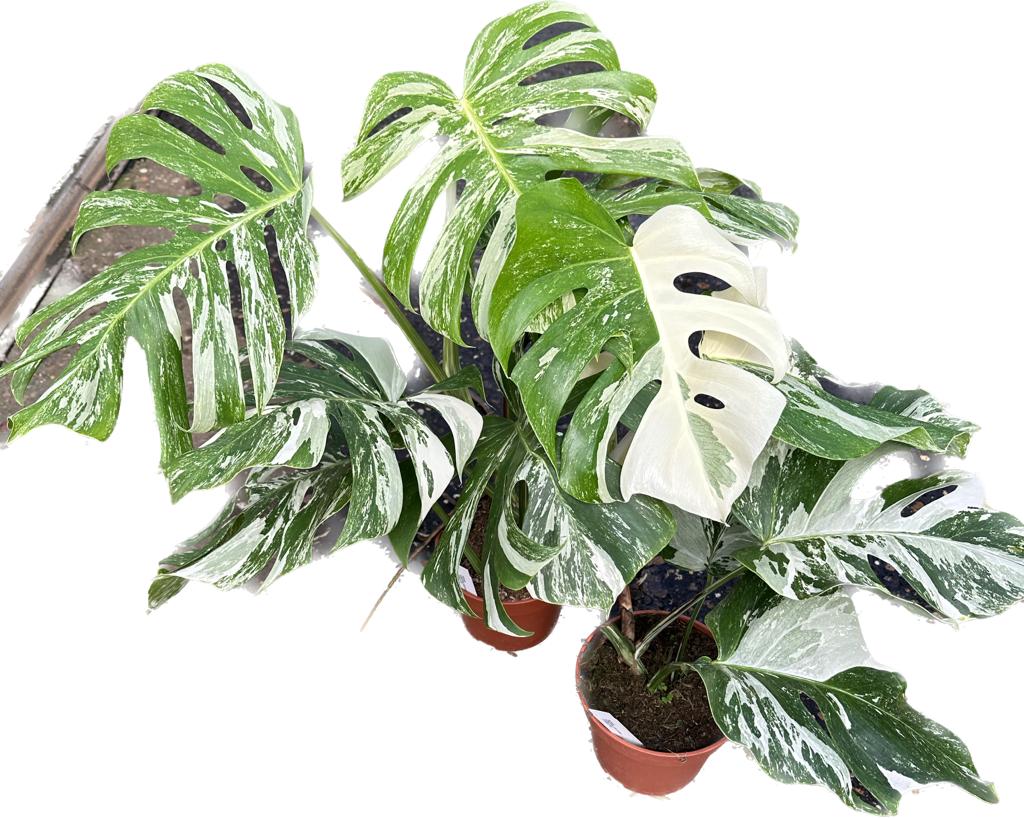 monstera deliciosa with white Monstera Deliciosa Variegata