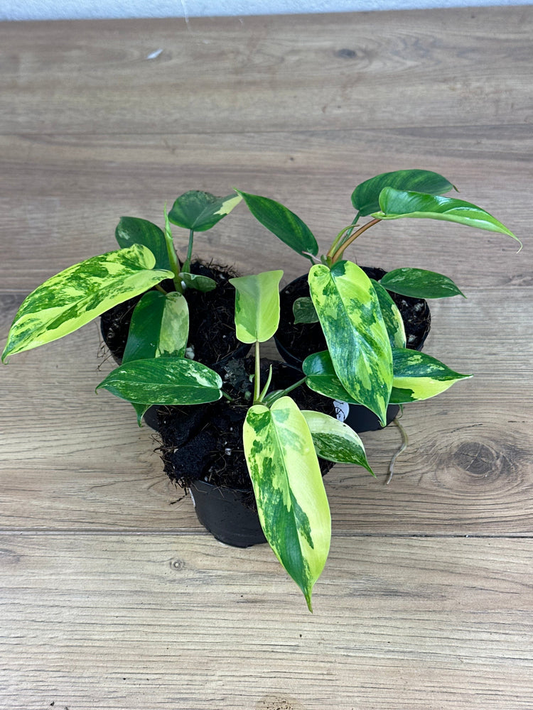Philodendron Florida Beauty