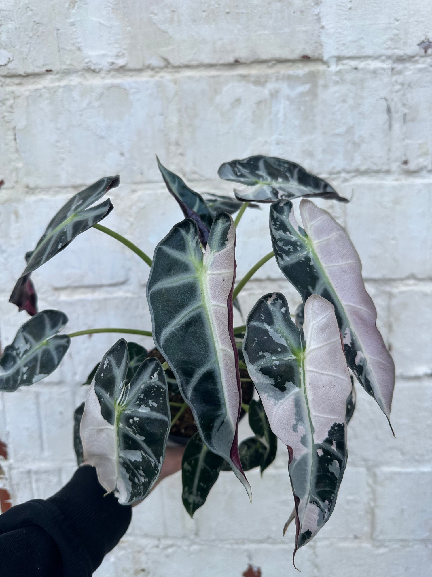 Alocasia Bambino Variegata