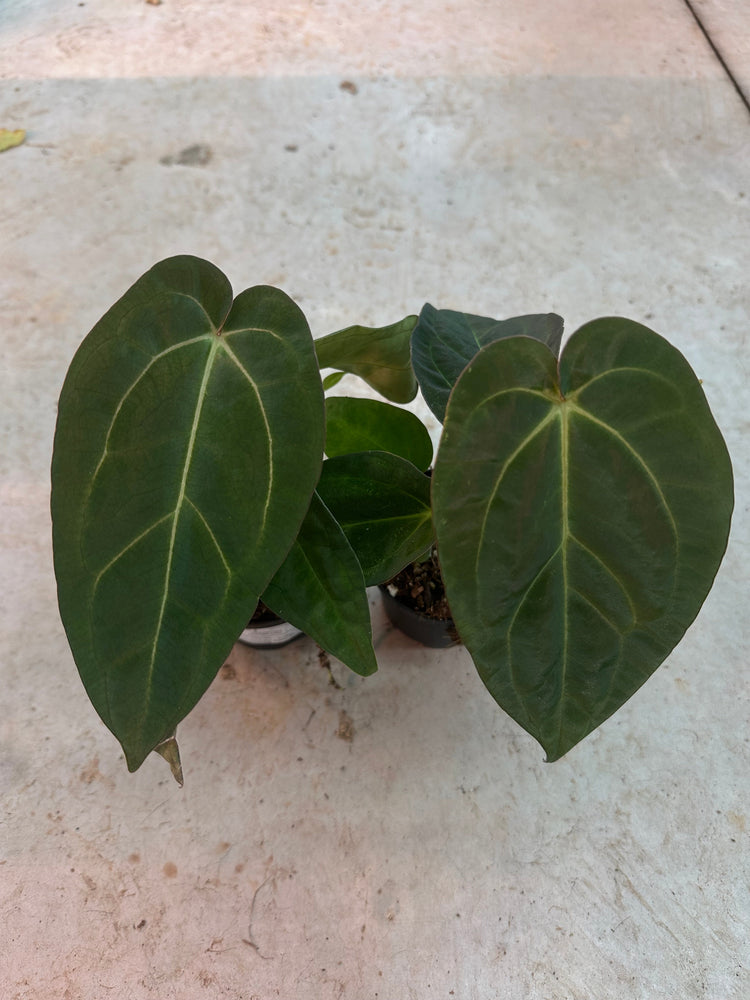 Anthurium Papilillaminum x Carlablackiae