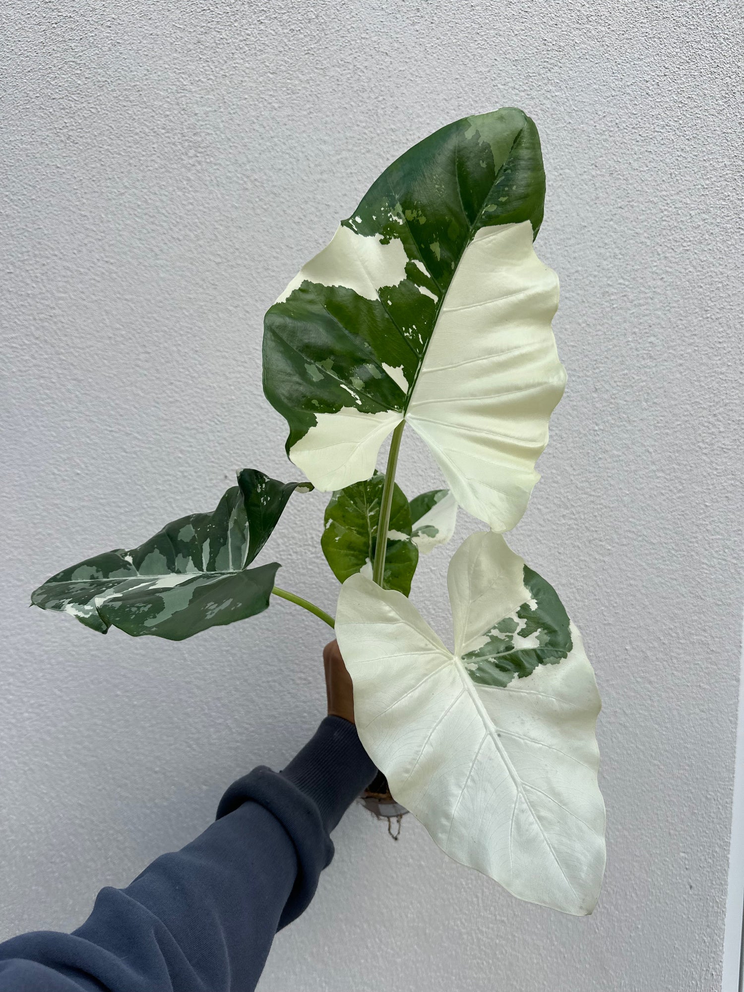 Alocasia Macrorrhiza Variegata