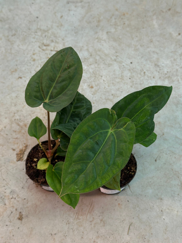 Anthurium Dressleri x Carlablackiae
