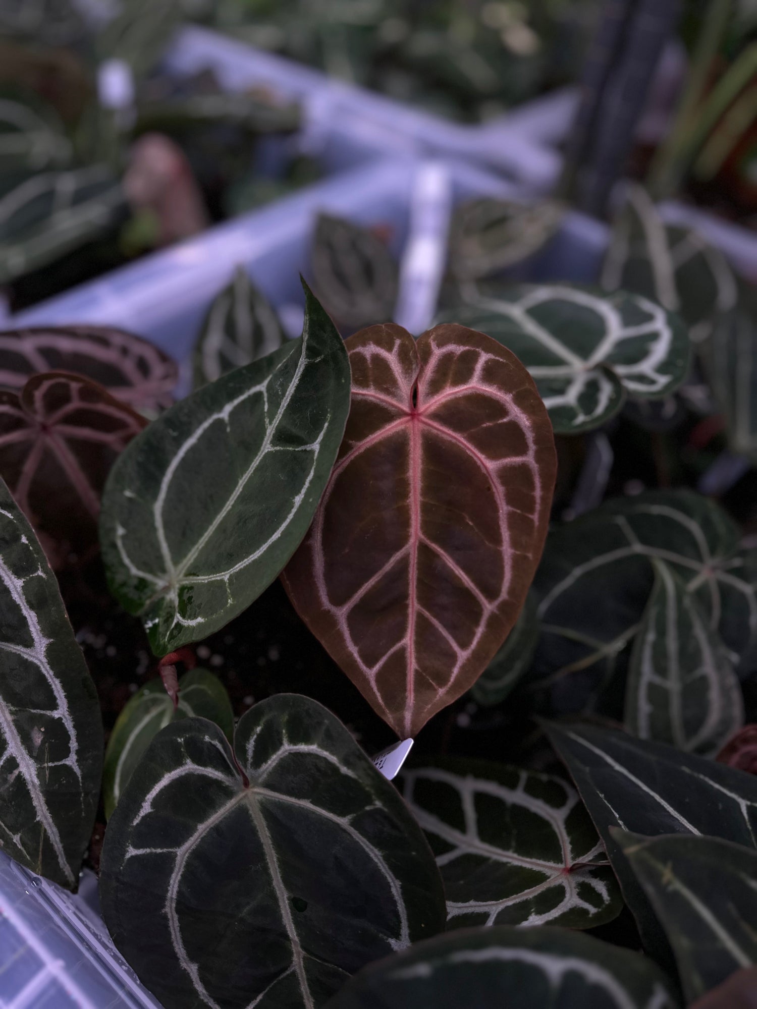 anthurium crystallinum red Anthurium Red Crystallinum from Tezula Plants