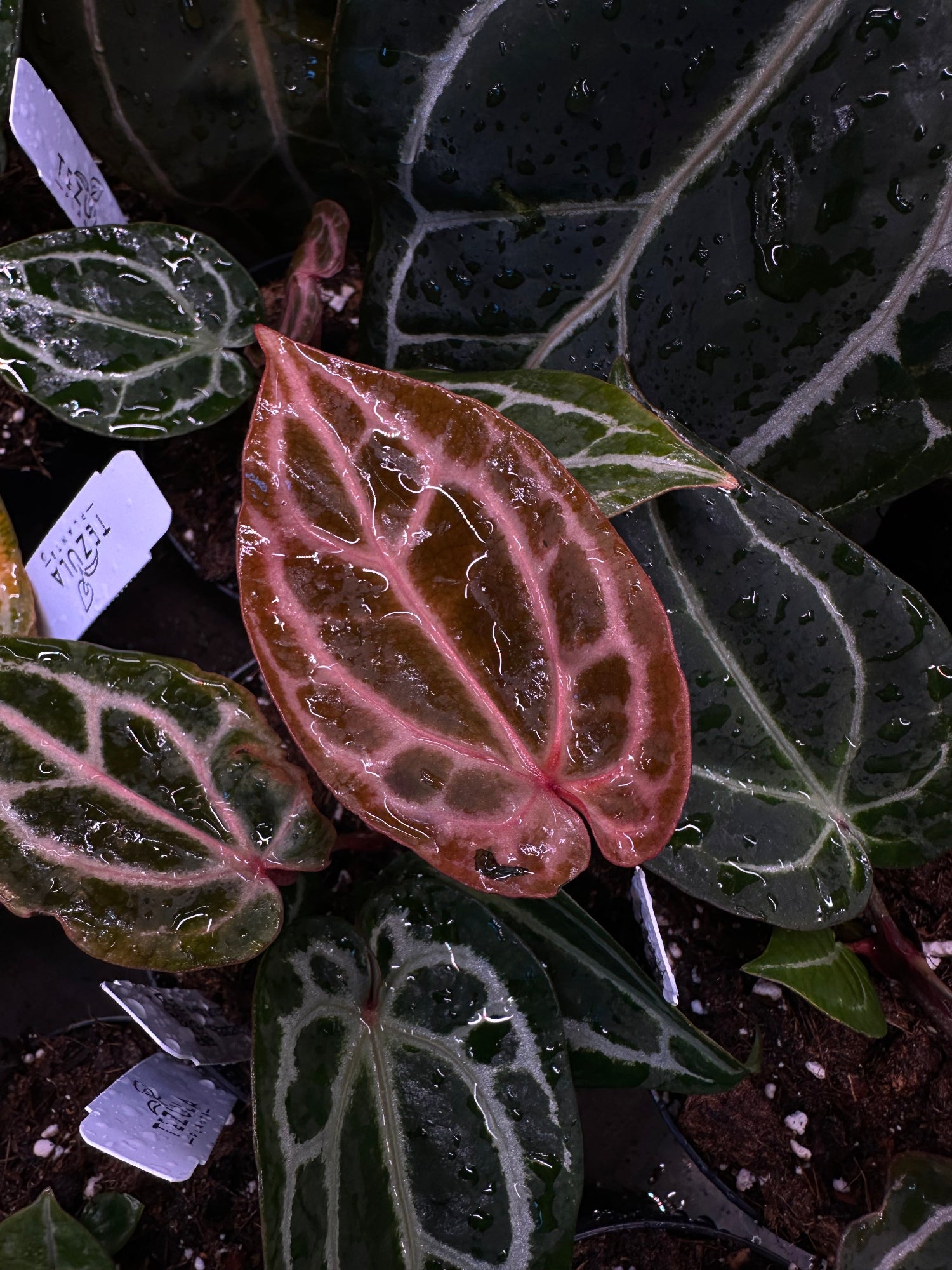 Anthurium Red Crystallinum from Tezula Plants