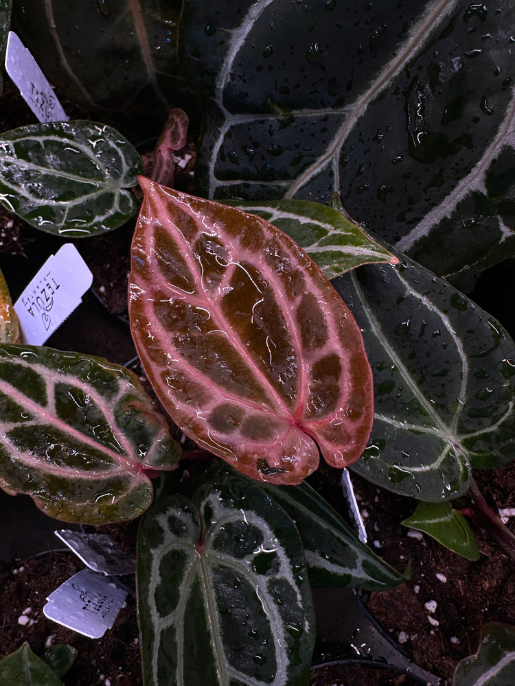 Anthurium Red Crystallinum from Tezula Plants