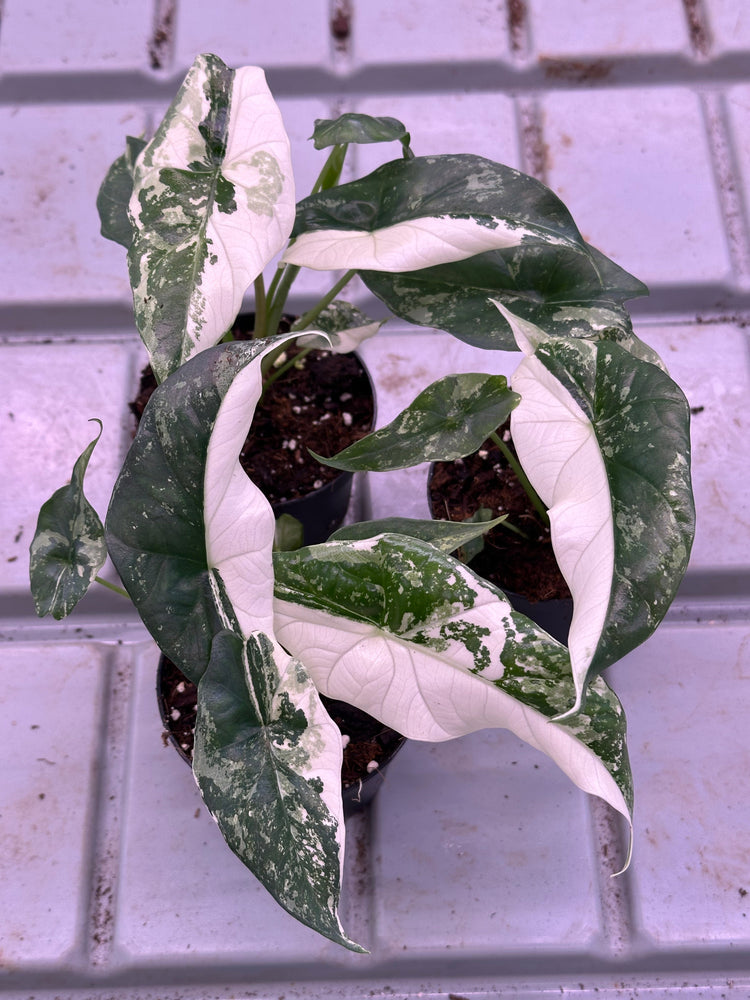 Alocasia Simpo Albo Variegata