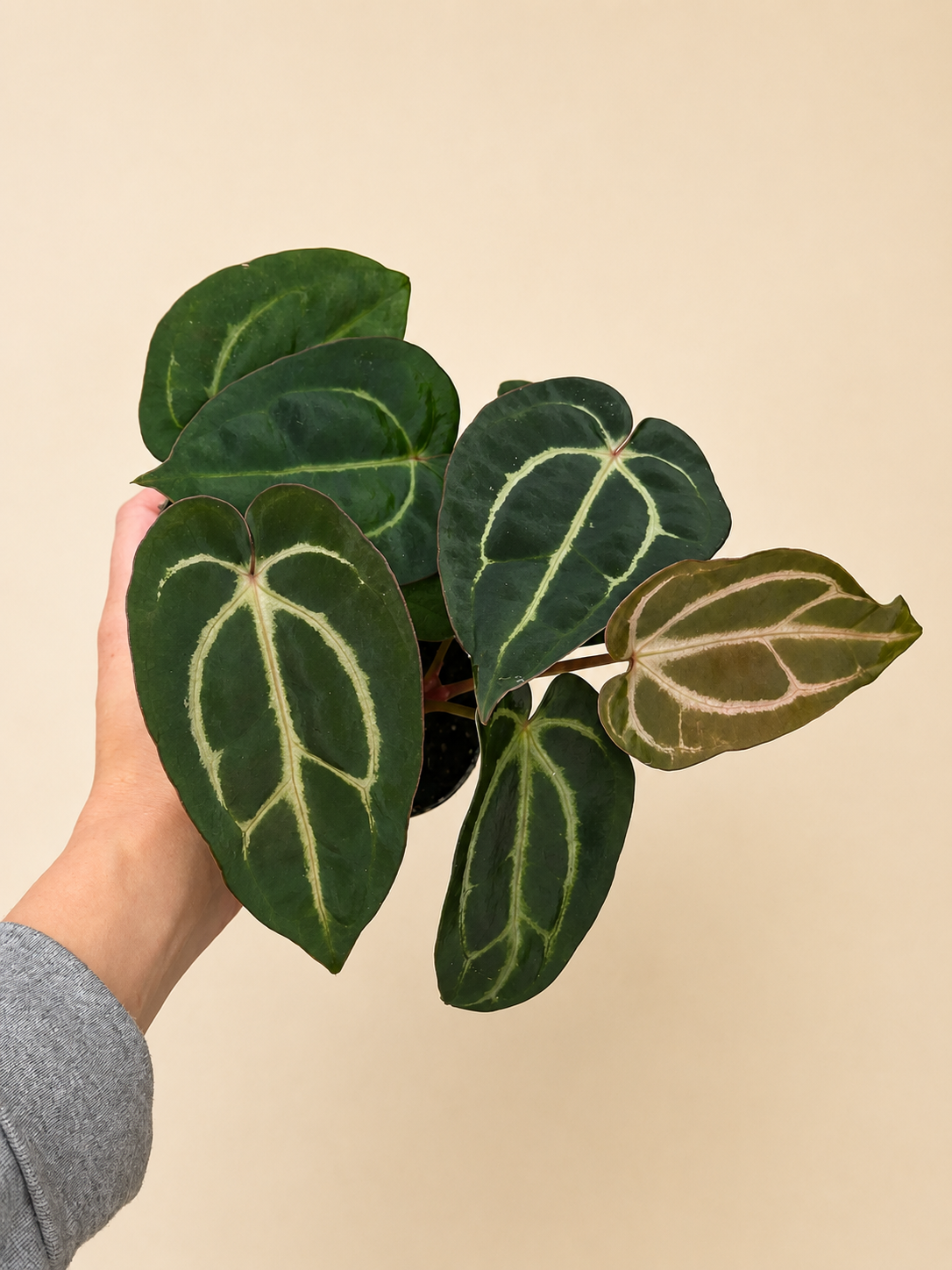 その他観葉植物 anthurium carlablackiae Anthurium Carlablackiae | Harmony Plants