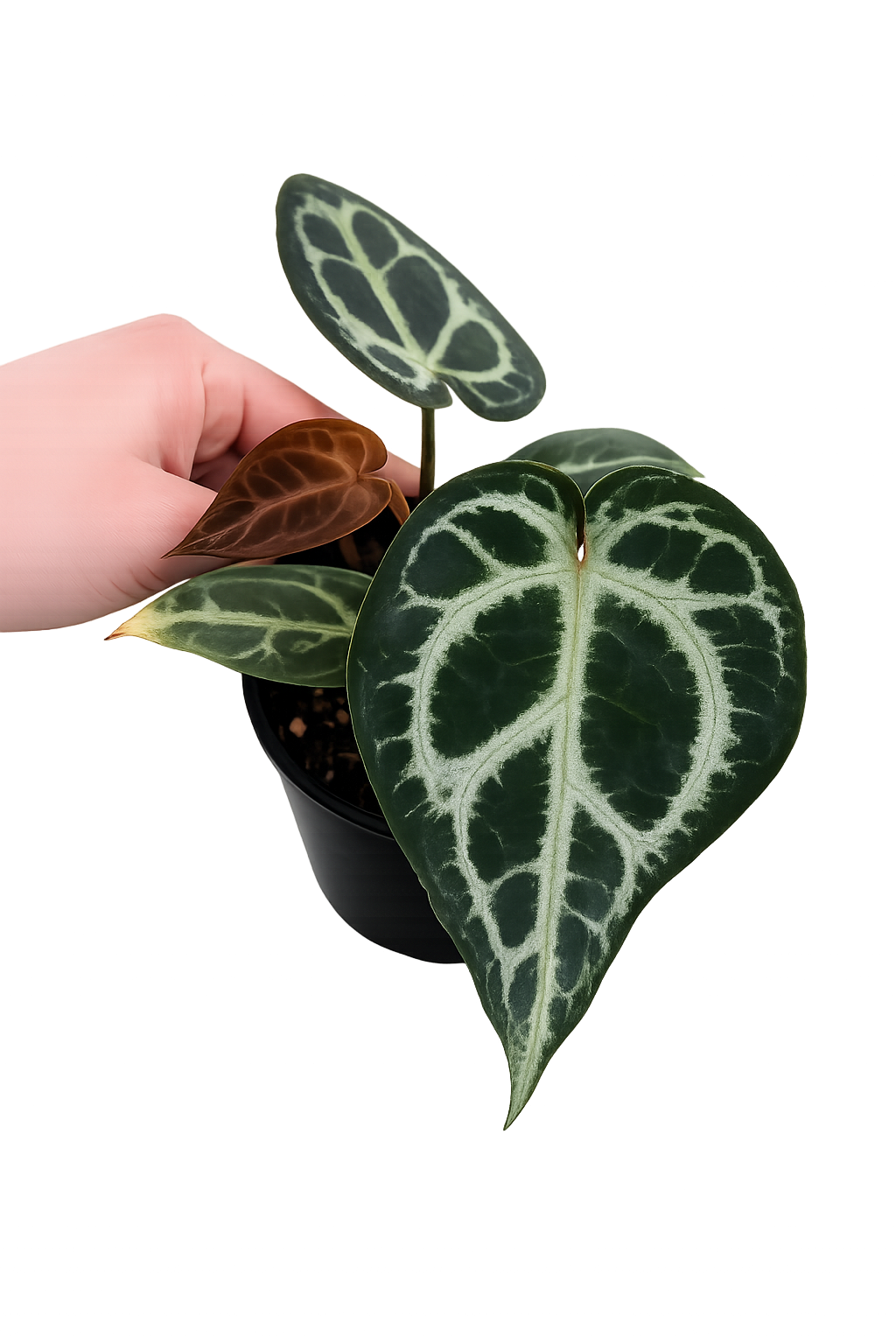 Anthurium KOS x Red Crystallinum – Harmony Plants