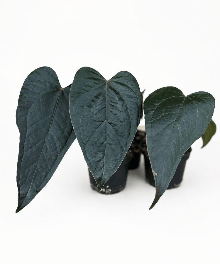 Anthurium Queen Of Hearts
