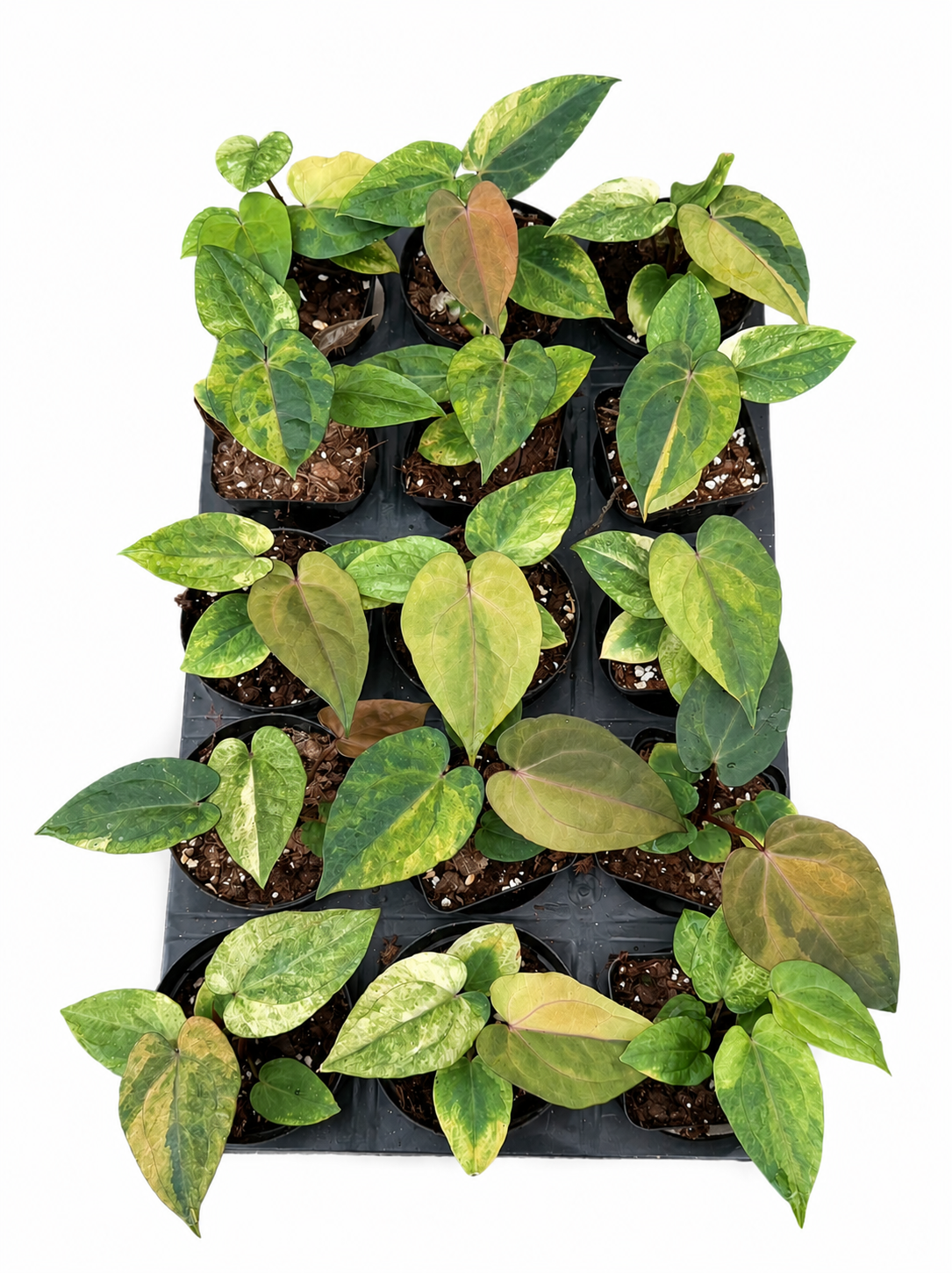 Anthurium Red Vein Dark Phoenix Variegata – Harmony Plants