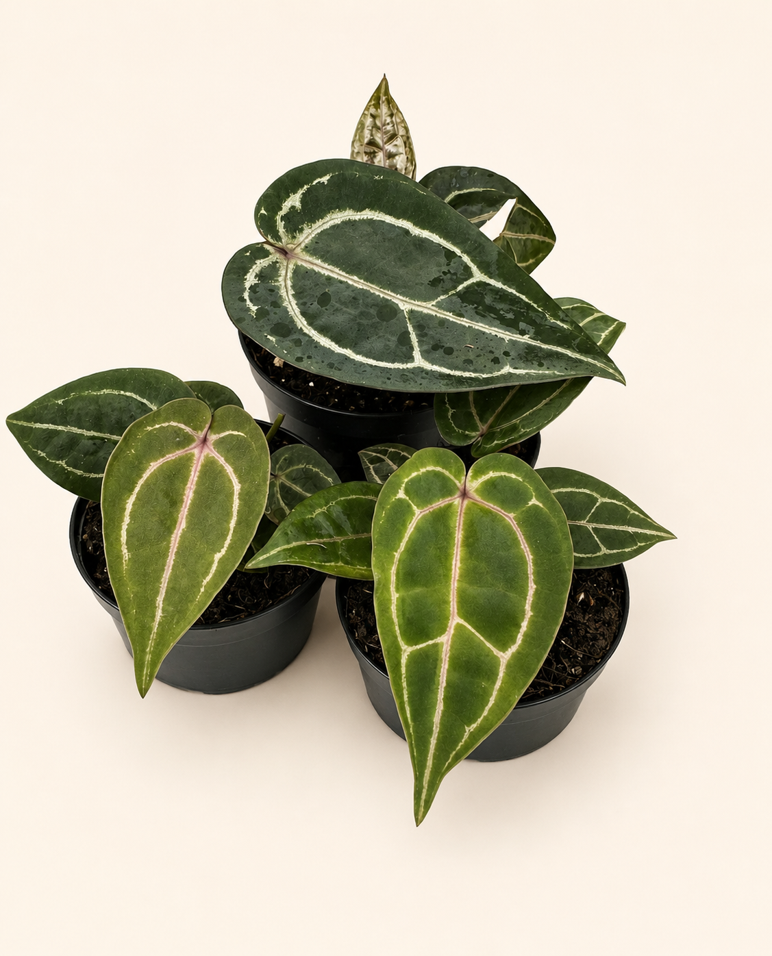Anthurium Red Crystallinum | Harmony Plants