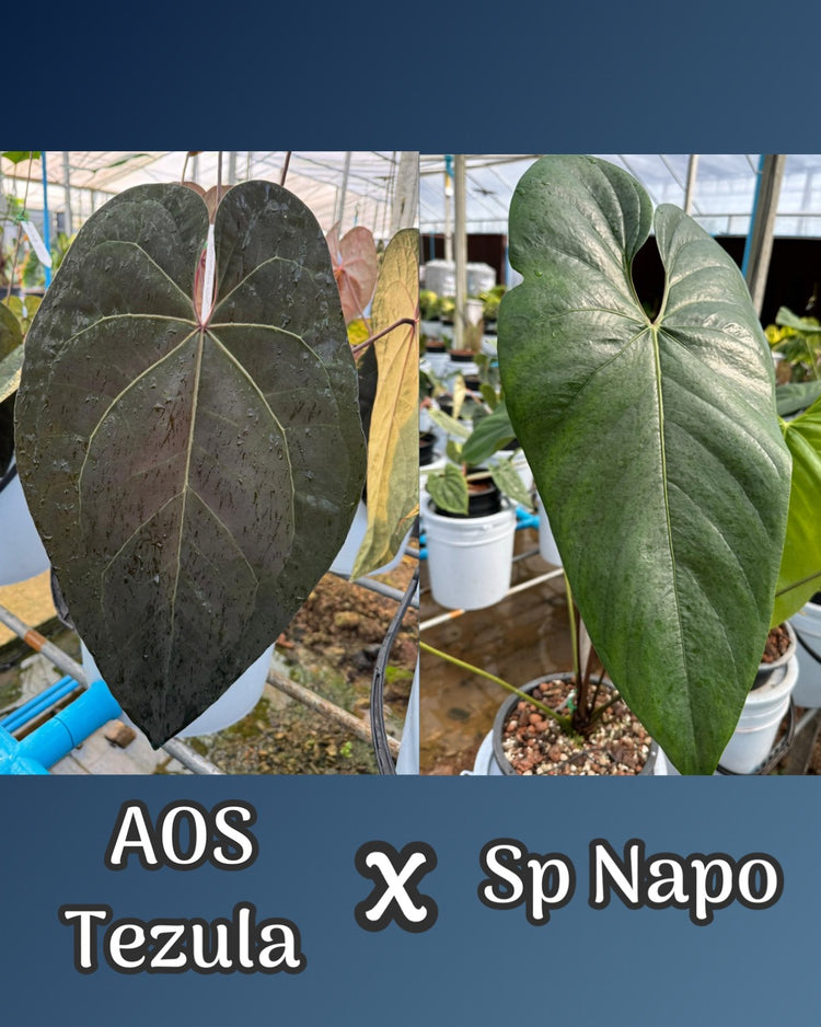 Anthurium AOS Tezula x Sp Napo