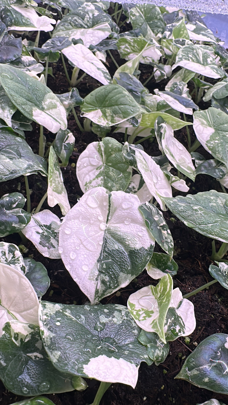 Alocasia Melo Variegata