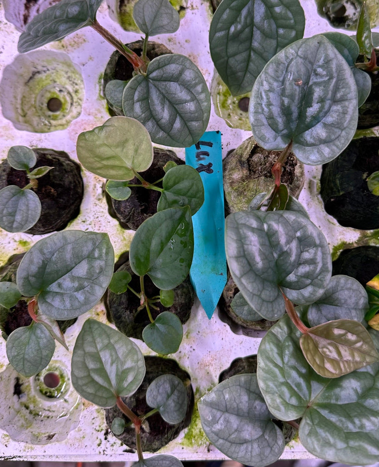 Anthurium Luxurians