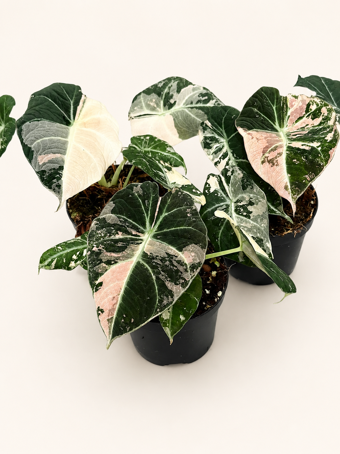 Alocasia Black Velvet Pink Variegata | Harmony Plants