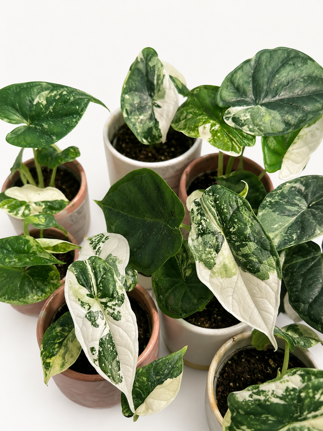 Alocasia Dragon Scale Variegated | Harmony Plants