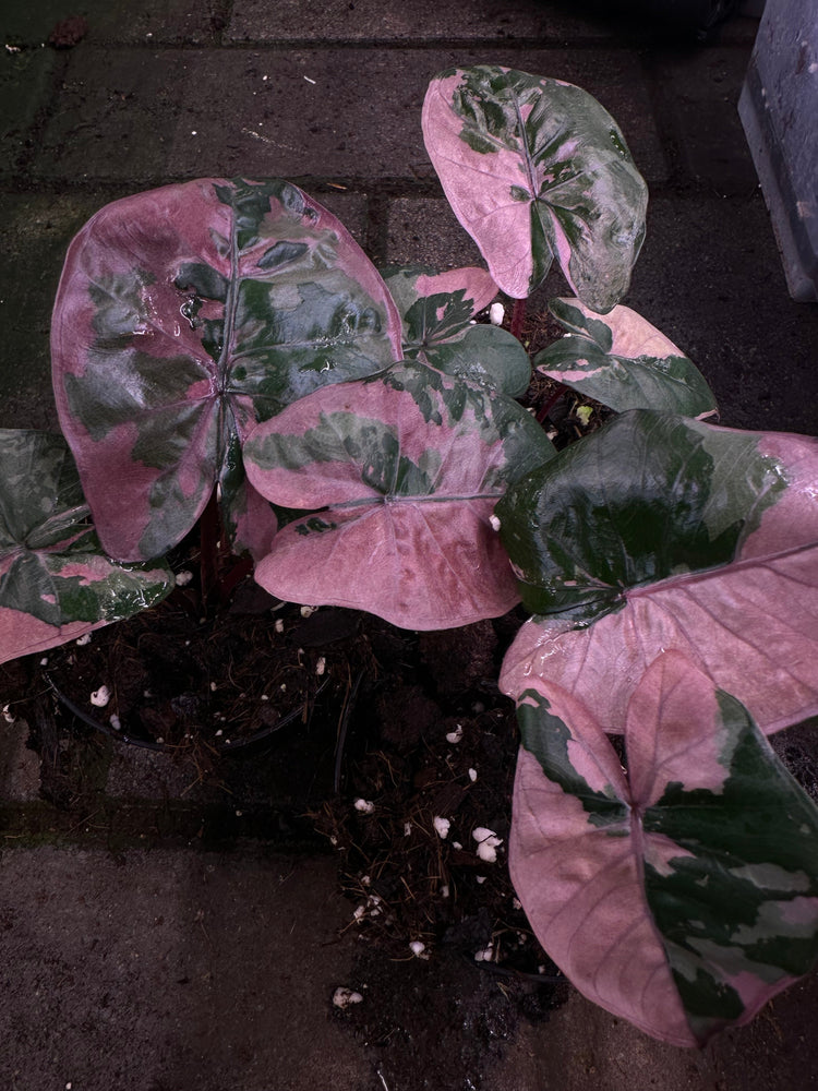Alocasia Serendipity Variegata