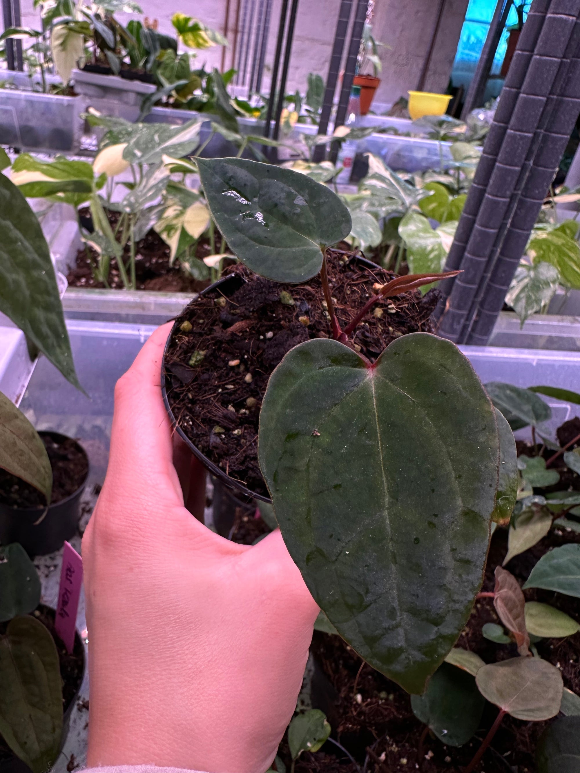 anthurium choco Anthurium Hot Chocolate AOS