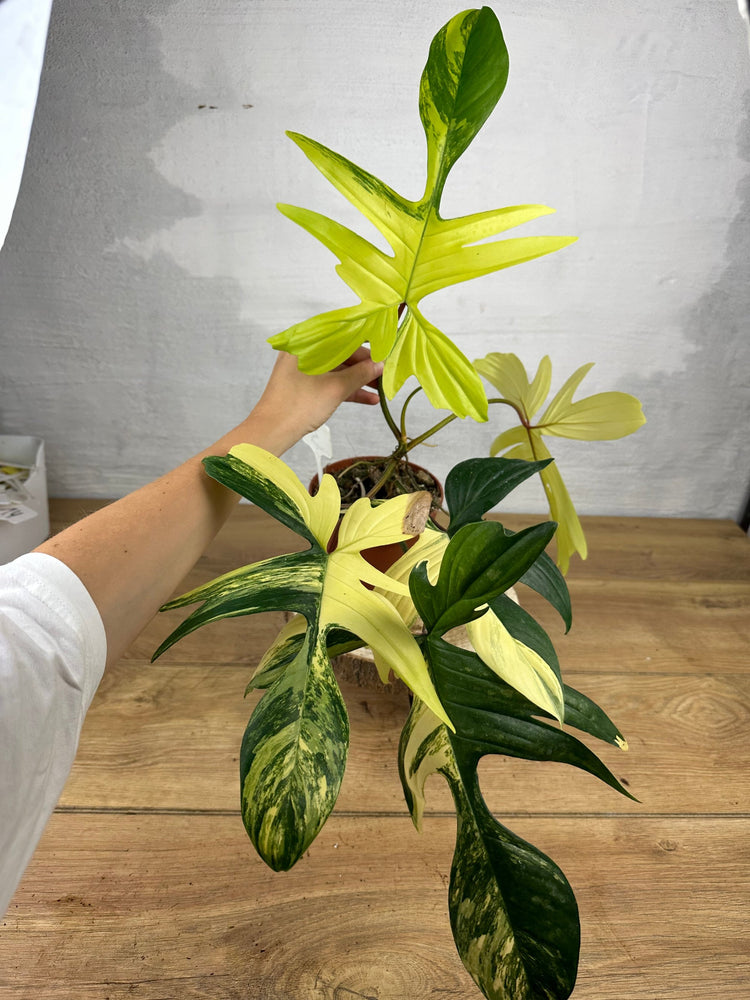 Philodendron Florida Beauty
