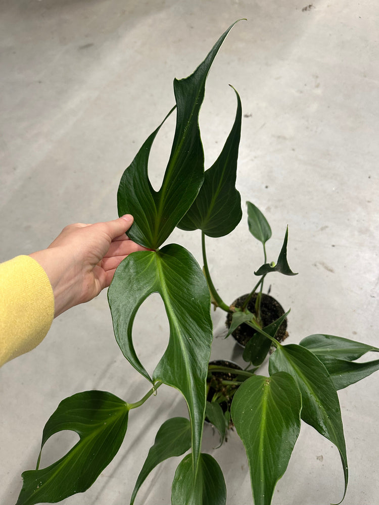 Monstera Burle Marx Flame XL