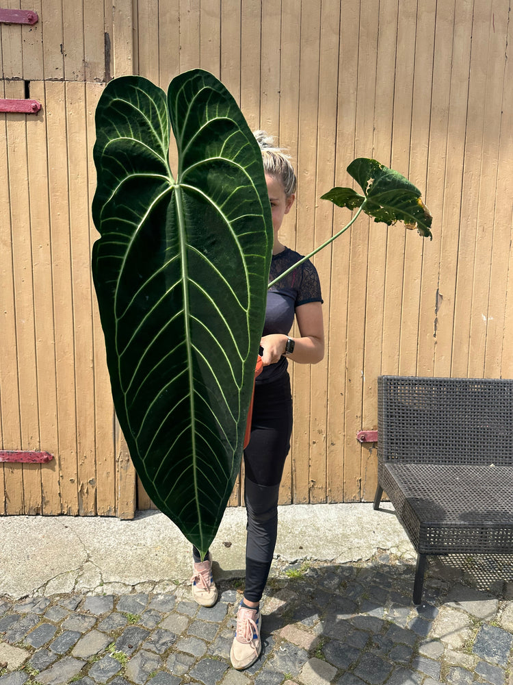 Anthurium Warocqueanum XXL