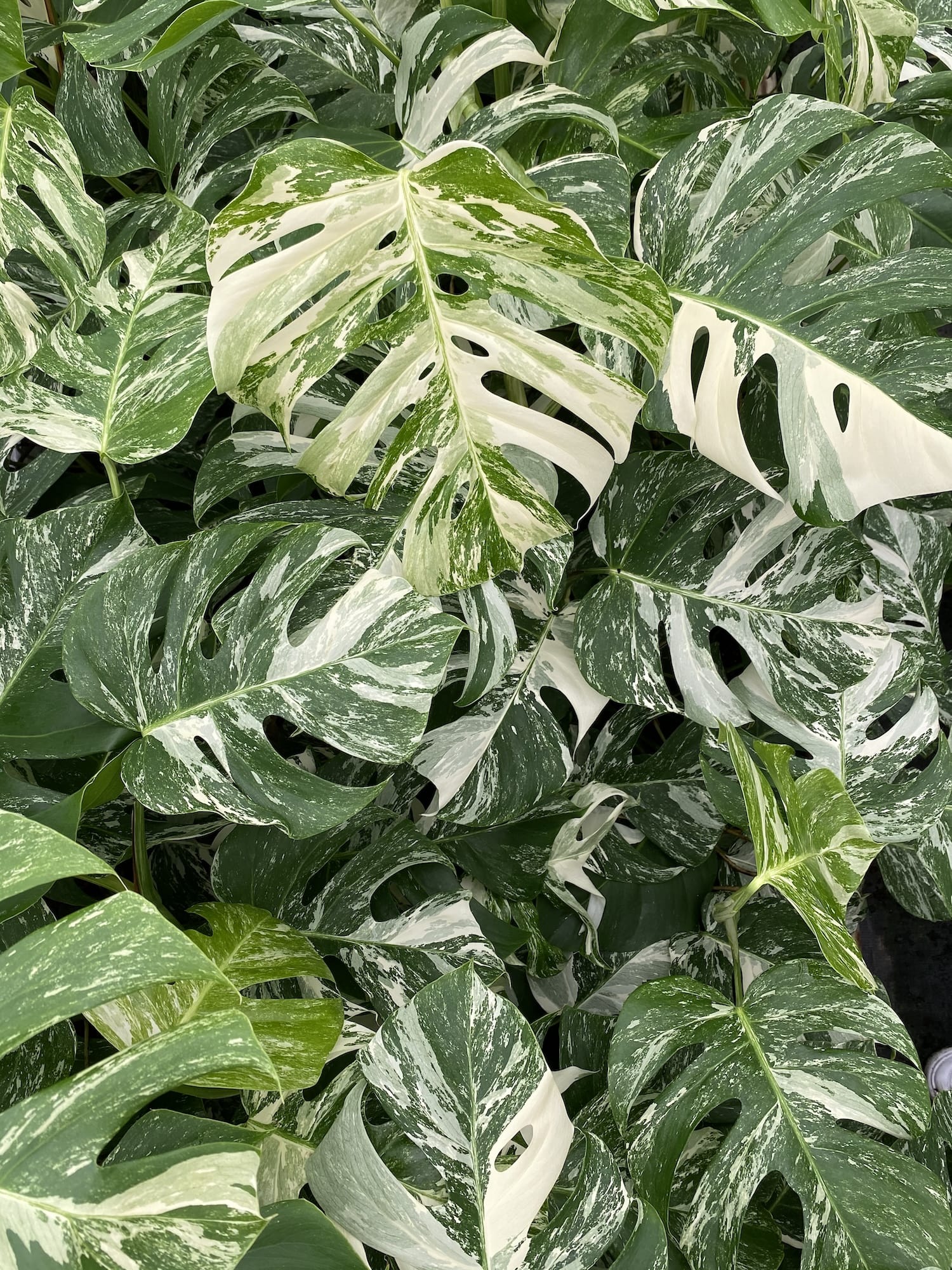 Monstera