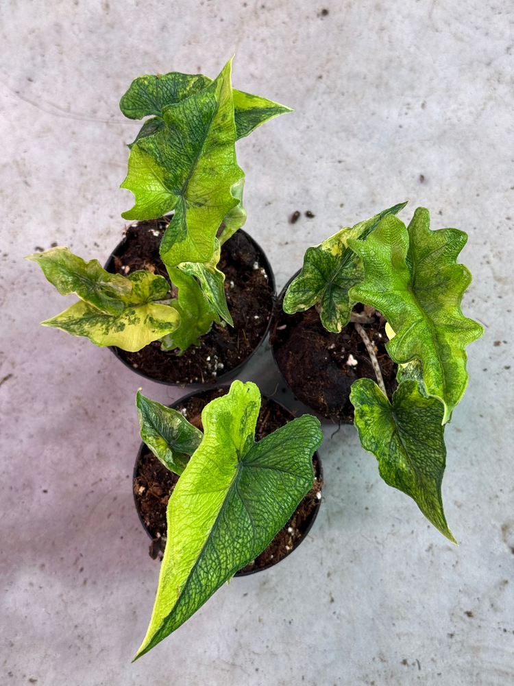 Alocasia Jacklyn Variegata