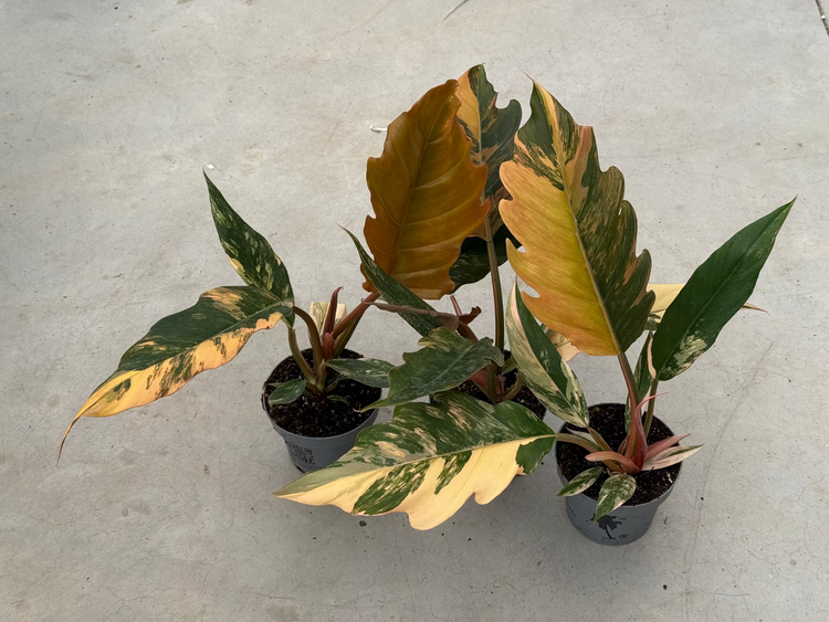 Philodendron Caramel Marble Large