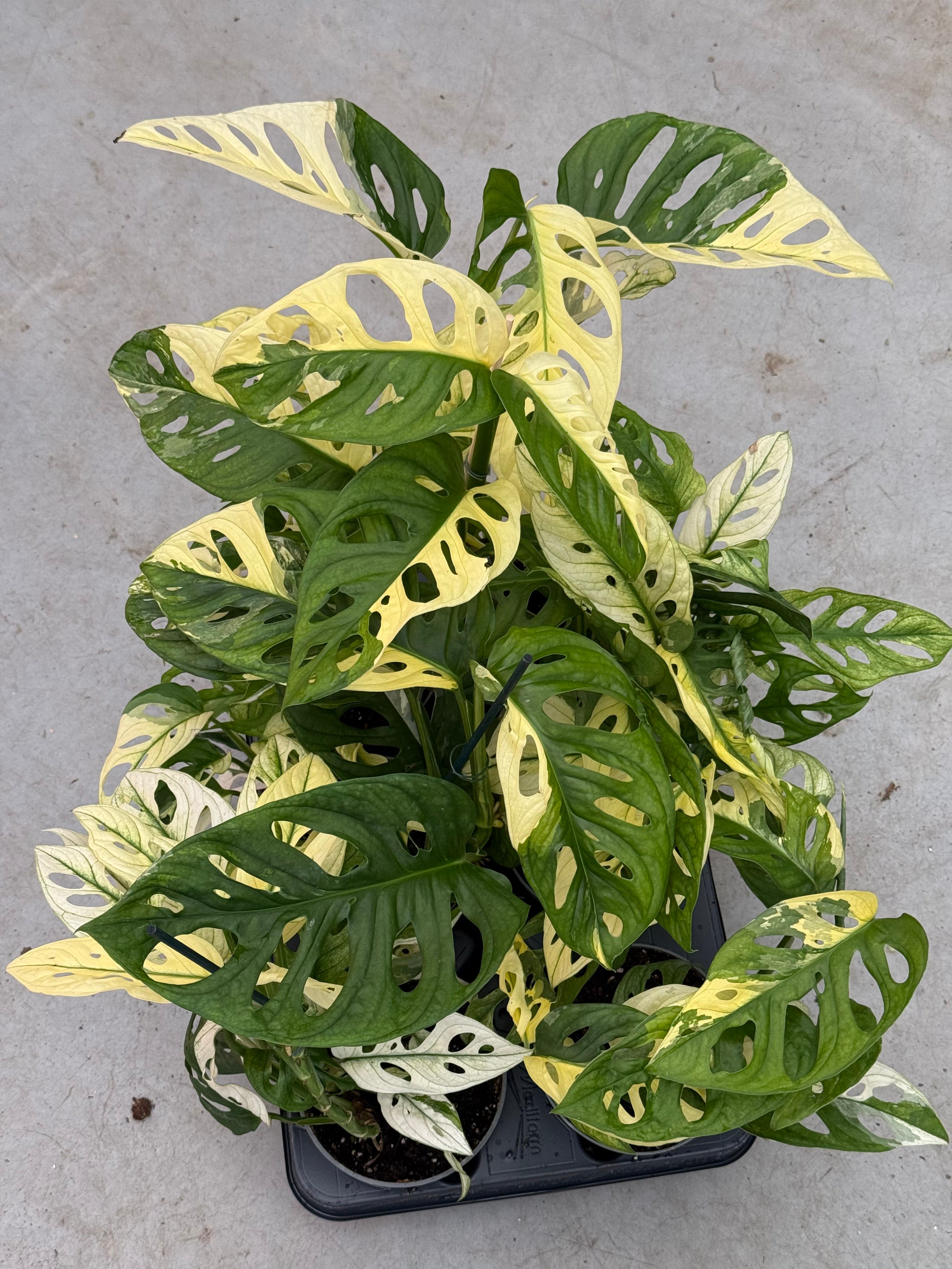 variegated monstera adansonii for sale Monstera Adansonii Variegata