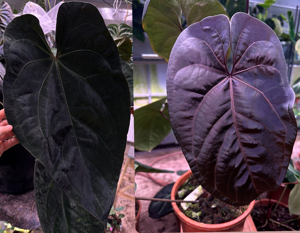 Anthurium Ace of Spades "Tezula" x Black Velvet Mr. Red