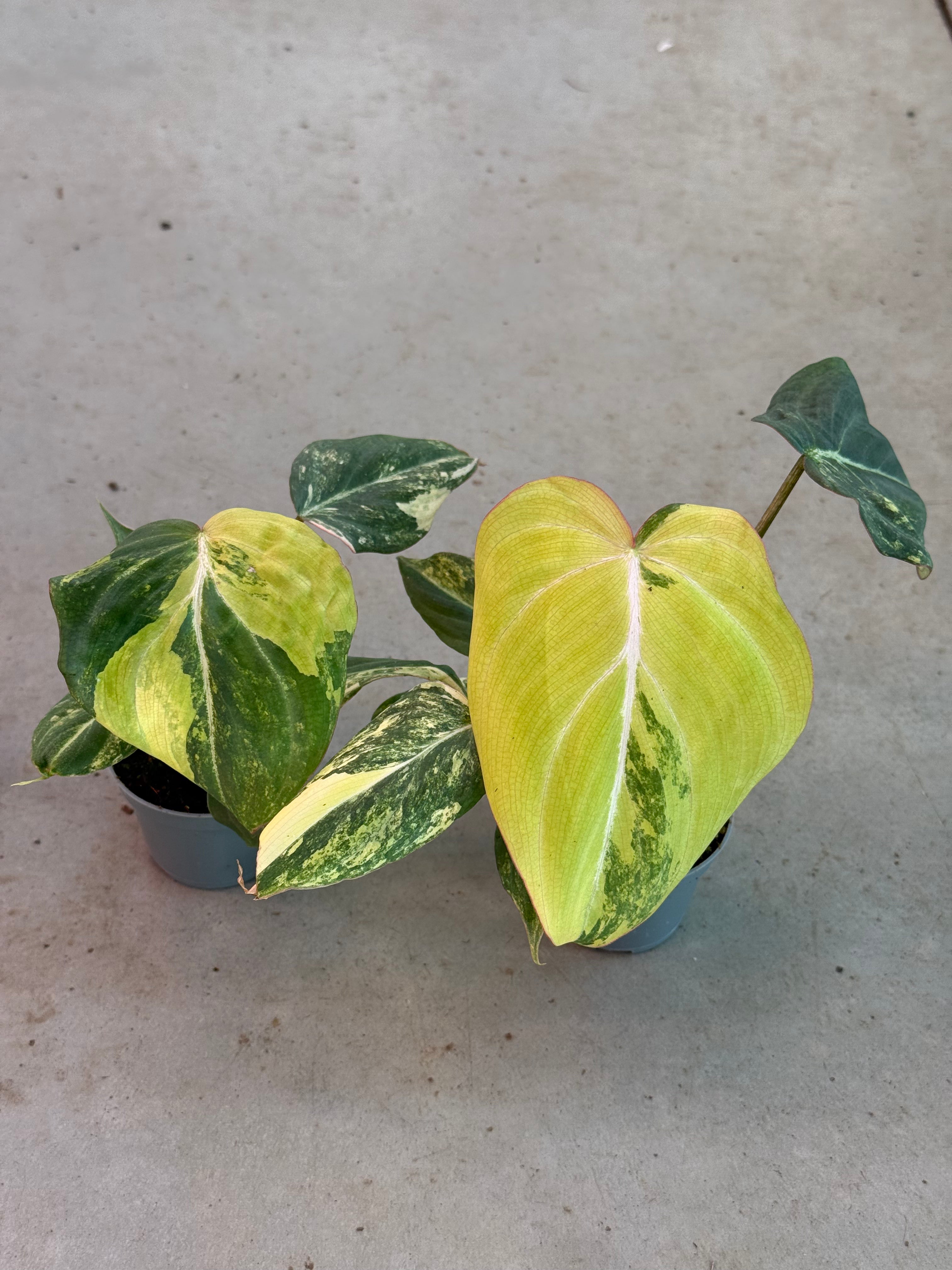 Philodendron Gloriosum Zebra
