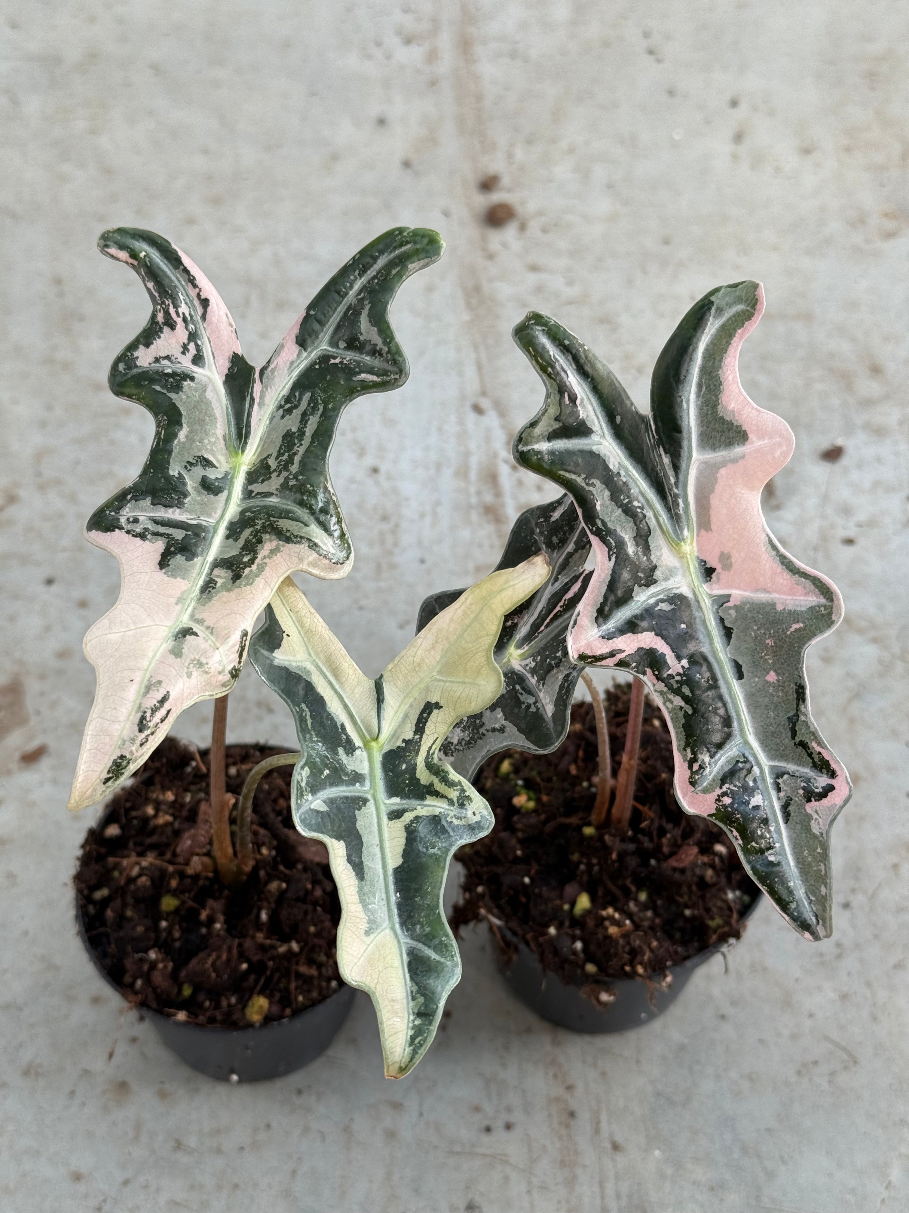 Alocasia Nobilis Pink Variegata – Harmony Plants