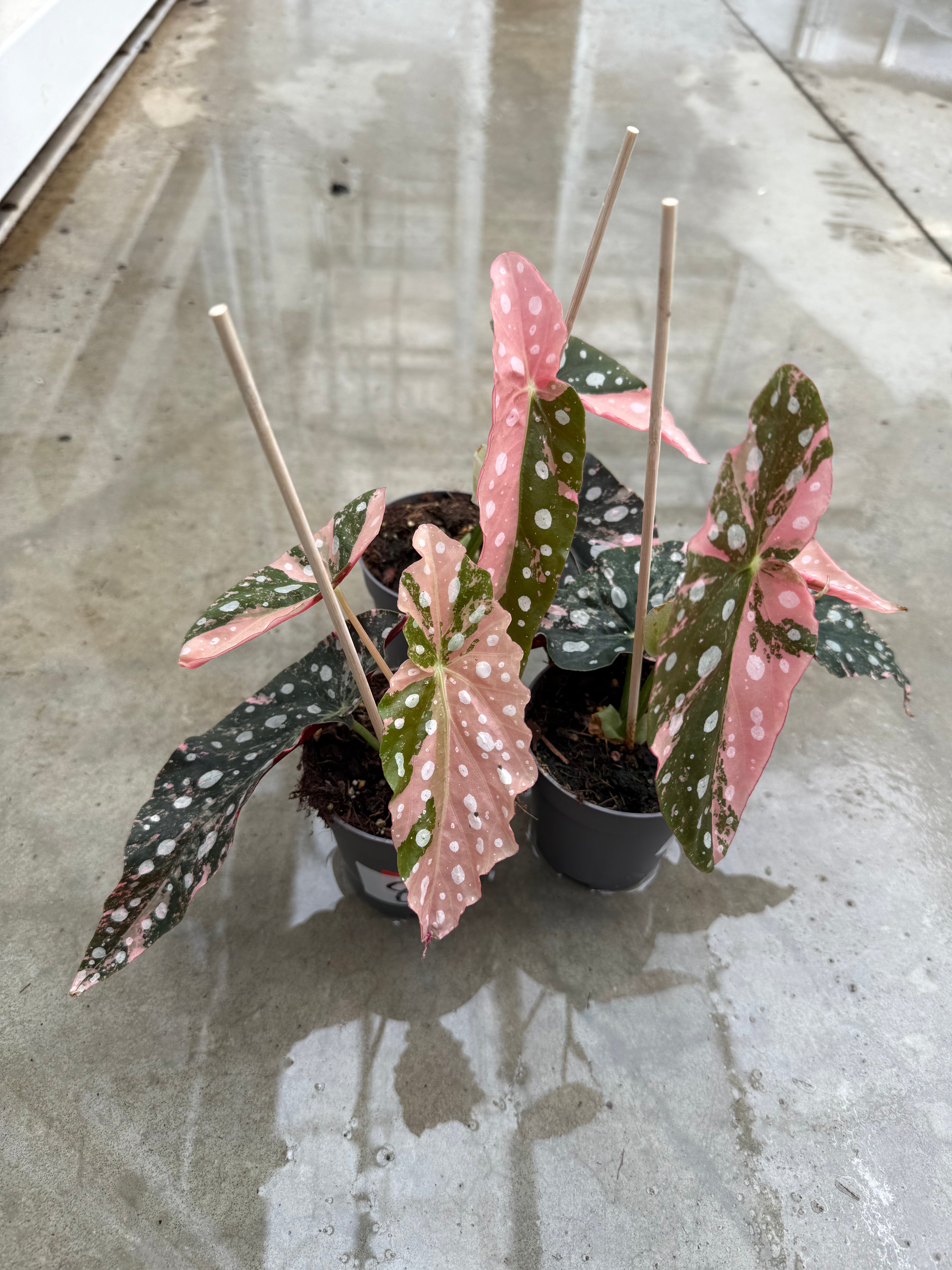 Begonia Maculata Pink Variegata High Variegata – Harmony Plants
