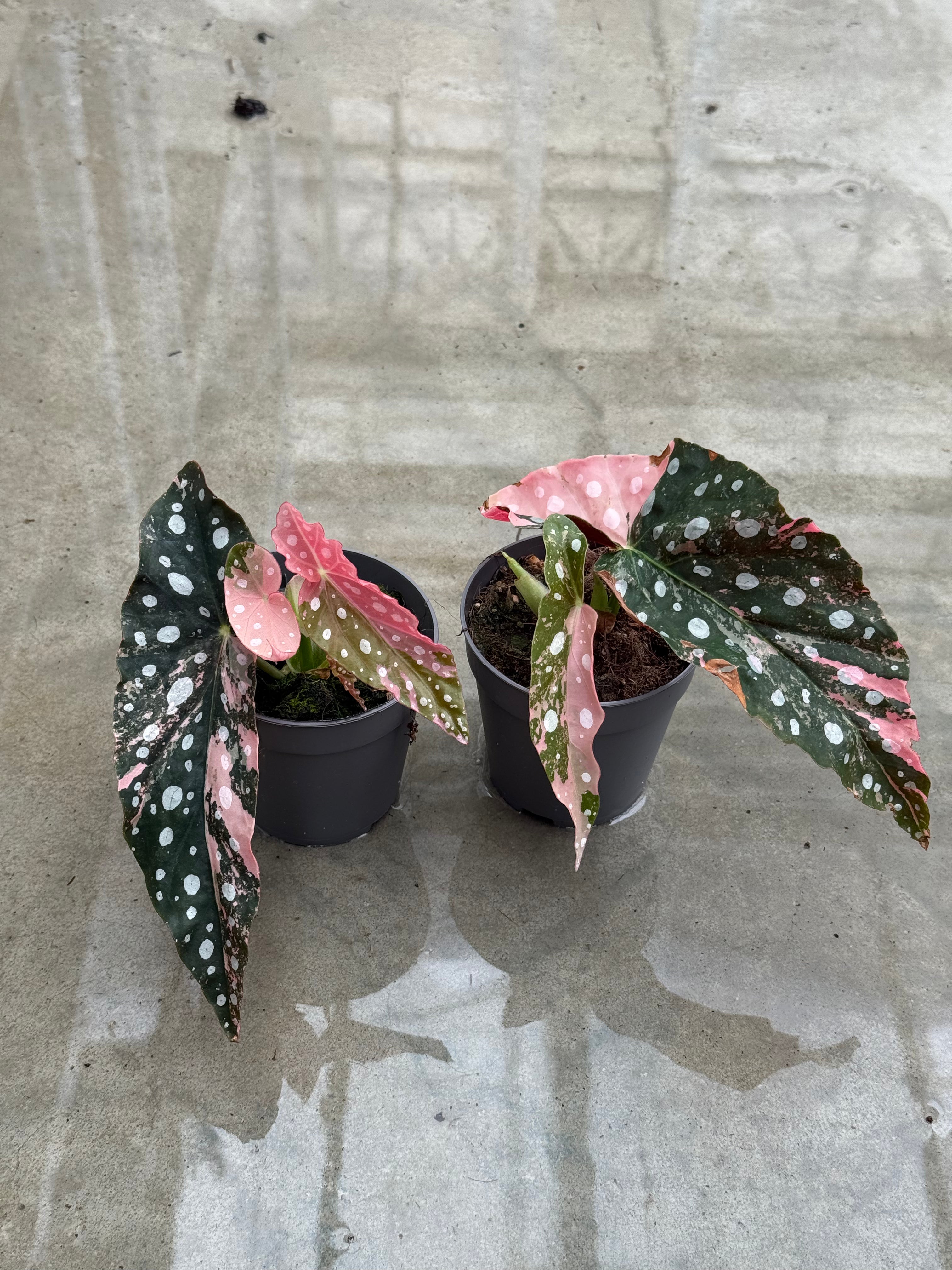 begonia maculata variegata Begonia Maculata Pink Variegata High Variegata with 2 leaves – Harmony  Plants