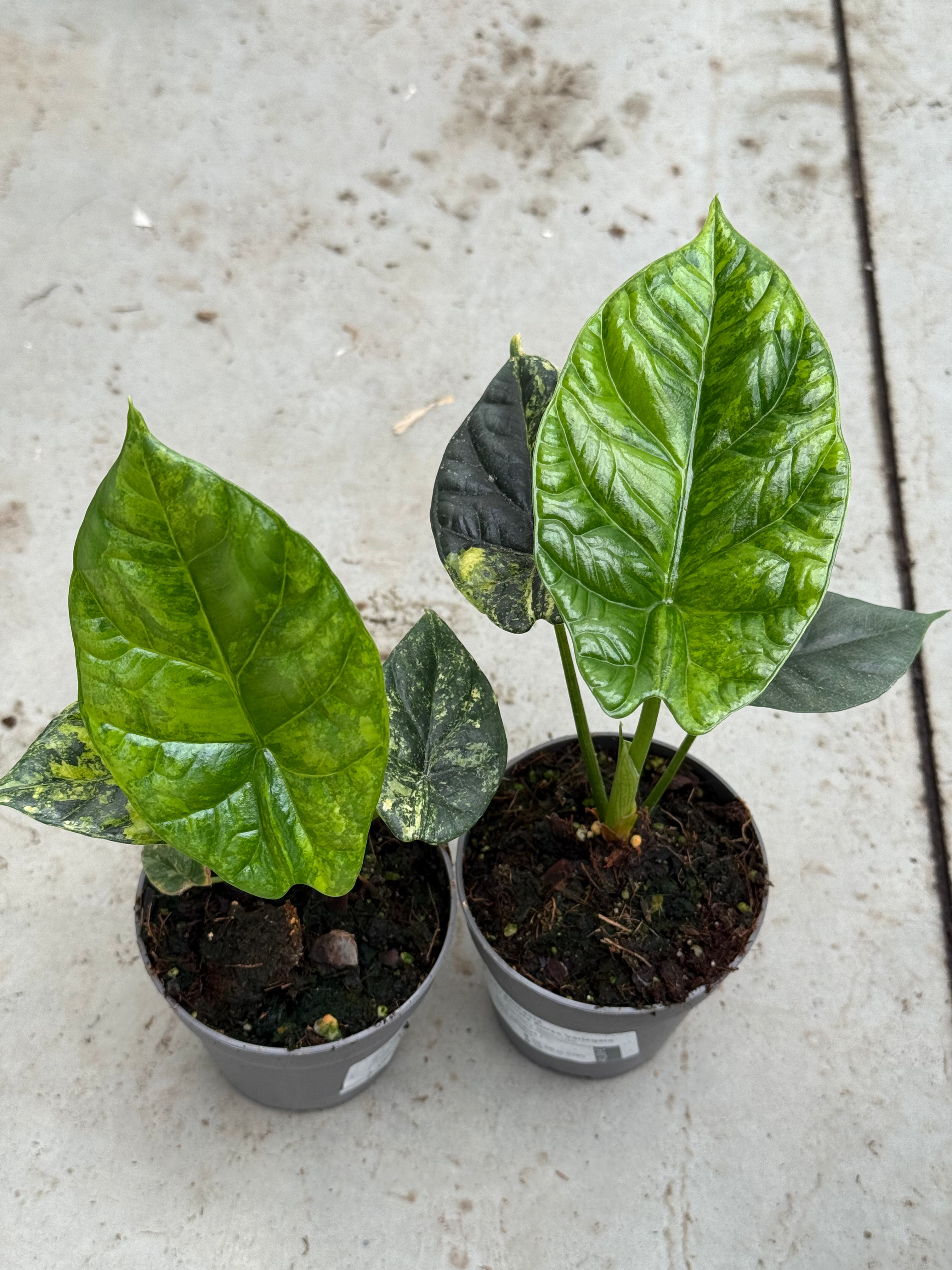 Alocasia Sinuata Aurea Variegated – Harmony Plants
